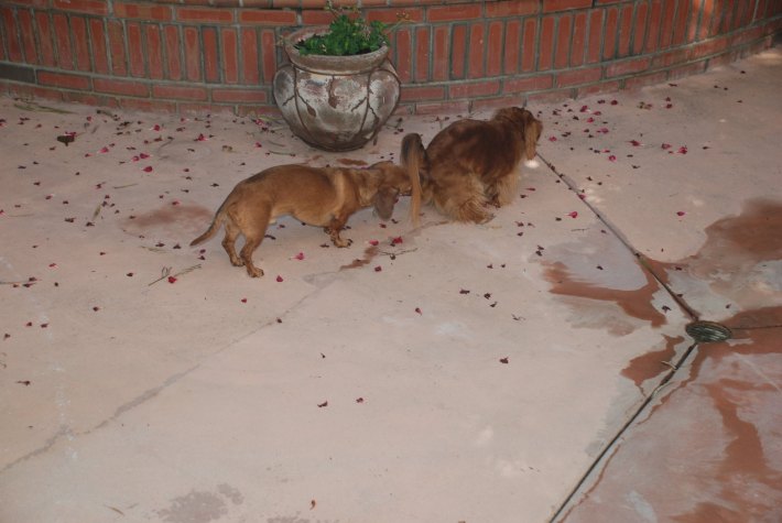 a photo of two dachshunds, one eating poop directly from the other's butt