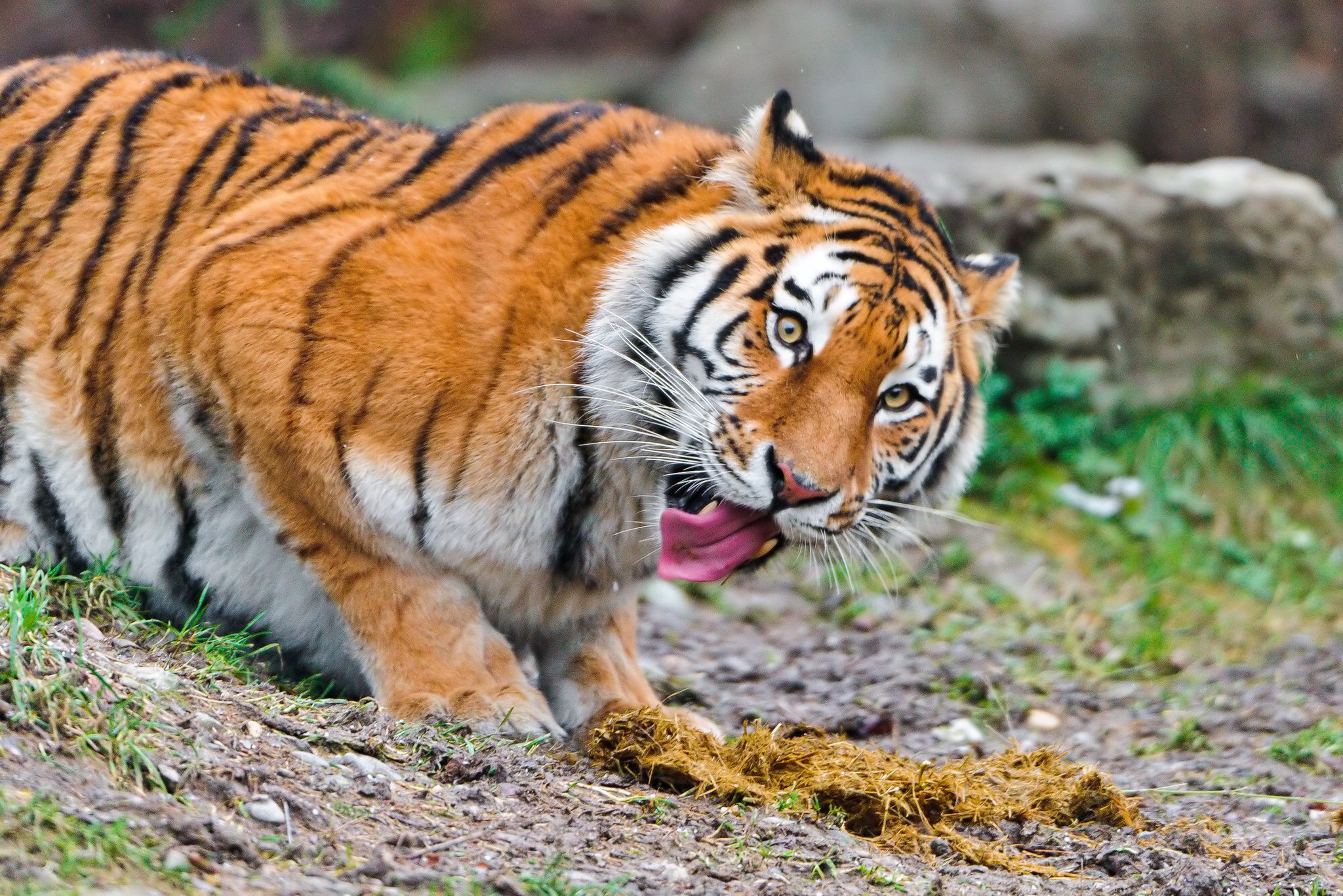 a tiger named Elena seemingly retching after she has just sampled elephant dung