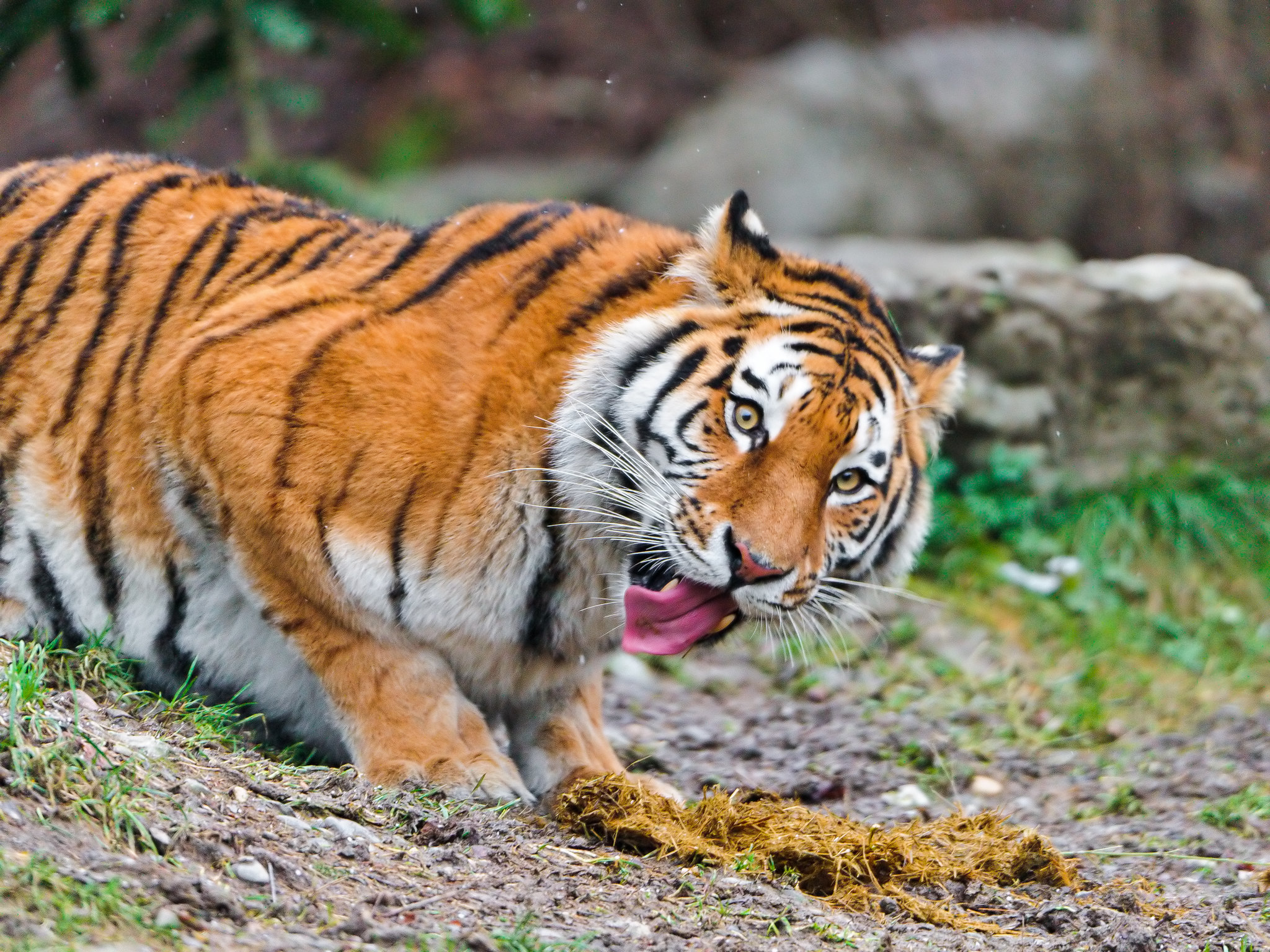 a tiger named Elena seemingly retching after she has just sampled elephant dung