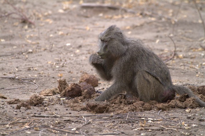 a babboon eating elephant dung, somewhat nonchalantly