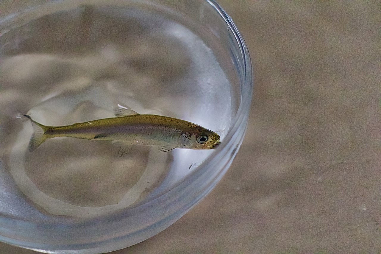 a silvery fish called a delta smelt in a litle cup