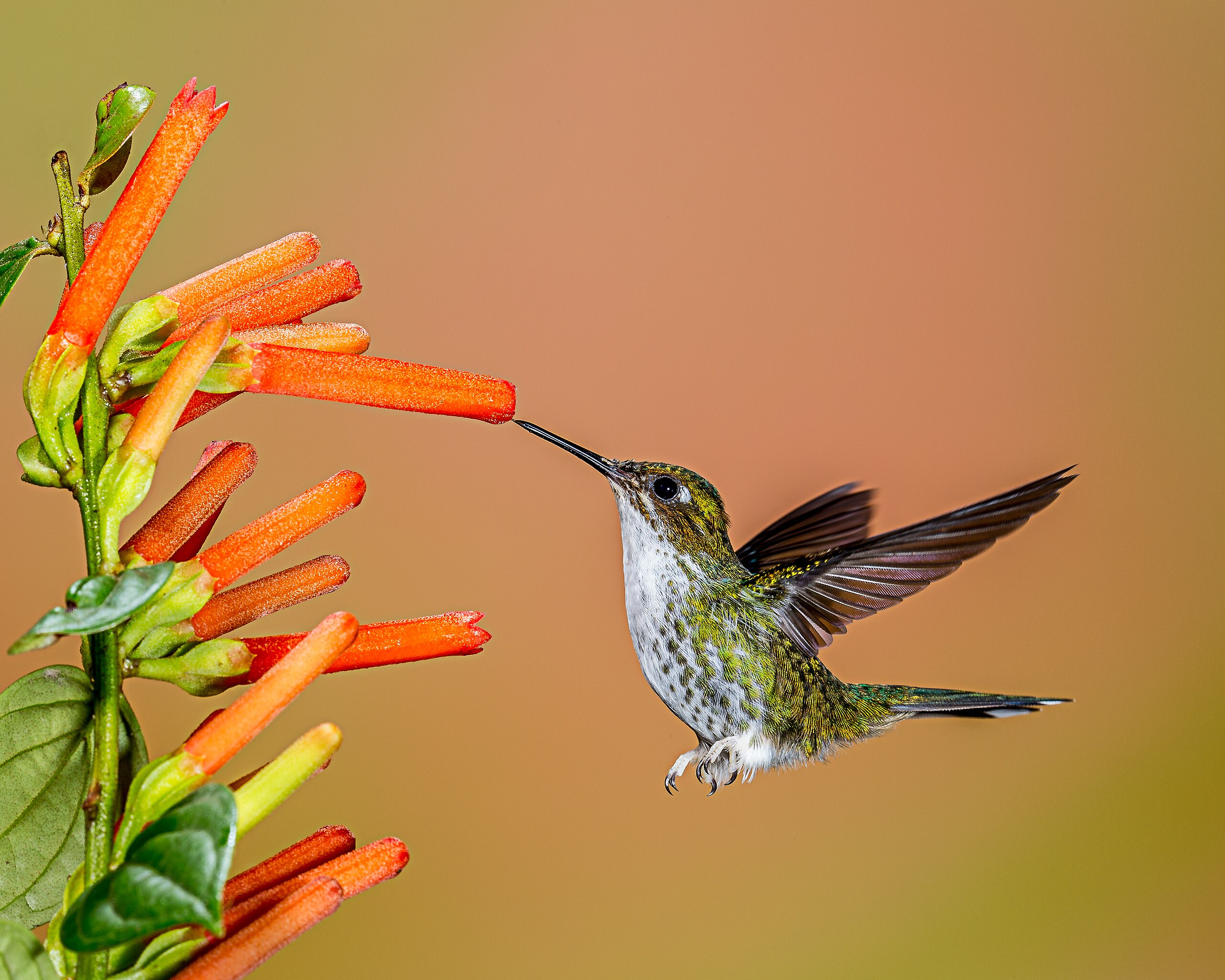 a hummingbird visiting a flower with itty-bitty white mites on its beak