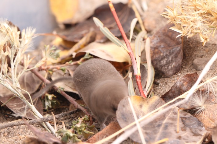 a blurry photo of a Mount Lyell shrew running across some leaves