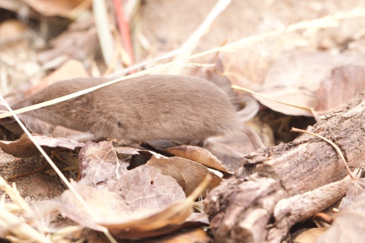 a blurry photo of a Mount Lyell shrew running across some leaves