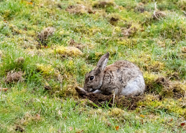 A Rabbit, Oryctolagus cuniculus cleaning itself in a field