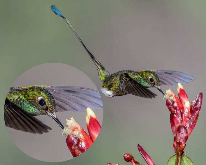 A Mite’s Bounce Of Electrical Religion Into A Hummingbird Nose | Defector