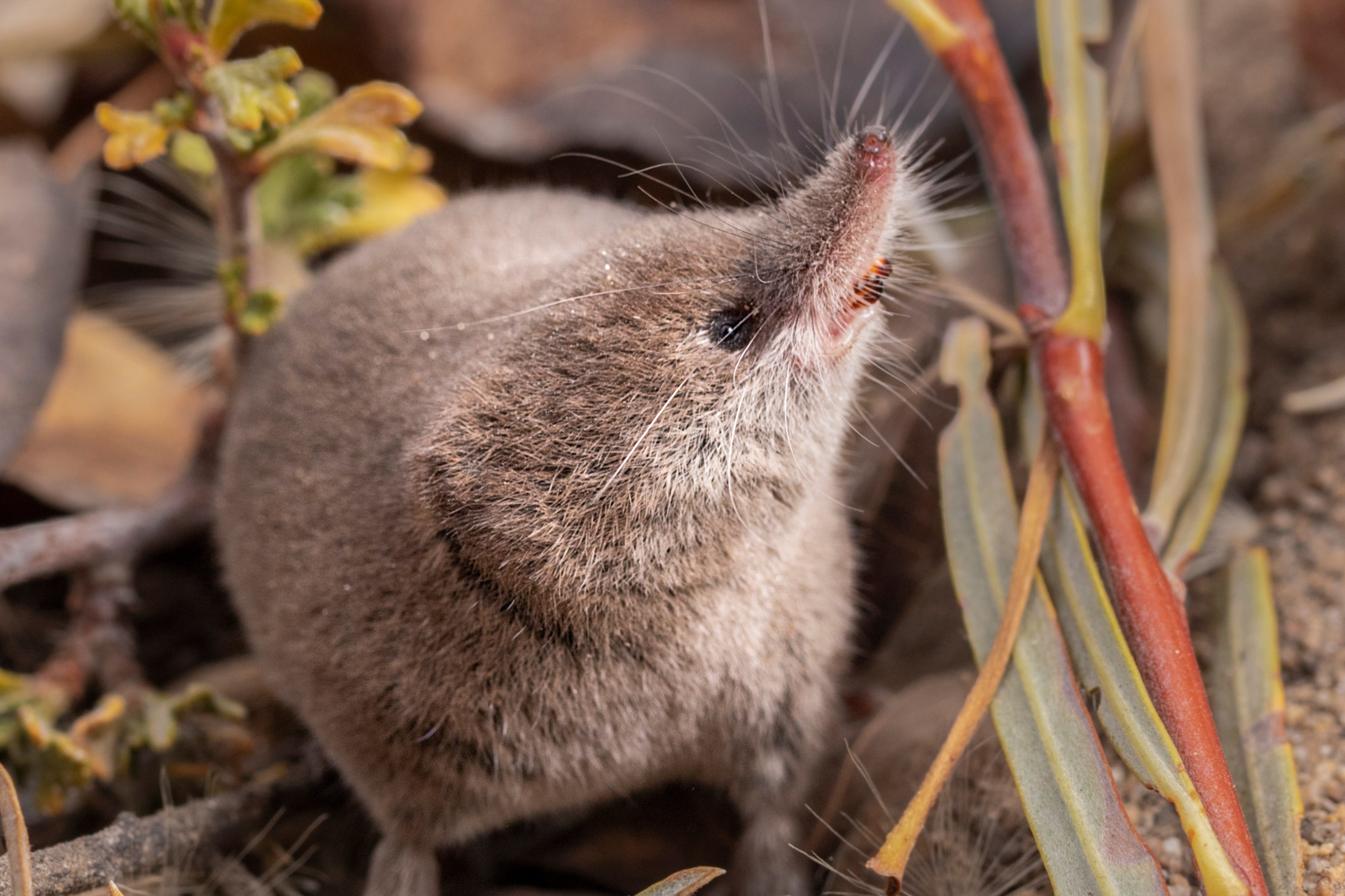 a small brown shrew called the Mount Lyell shrew in a natural environment