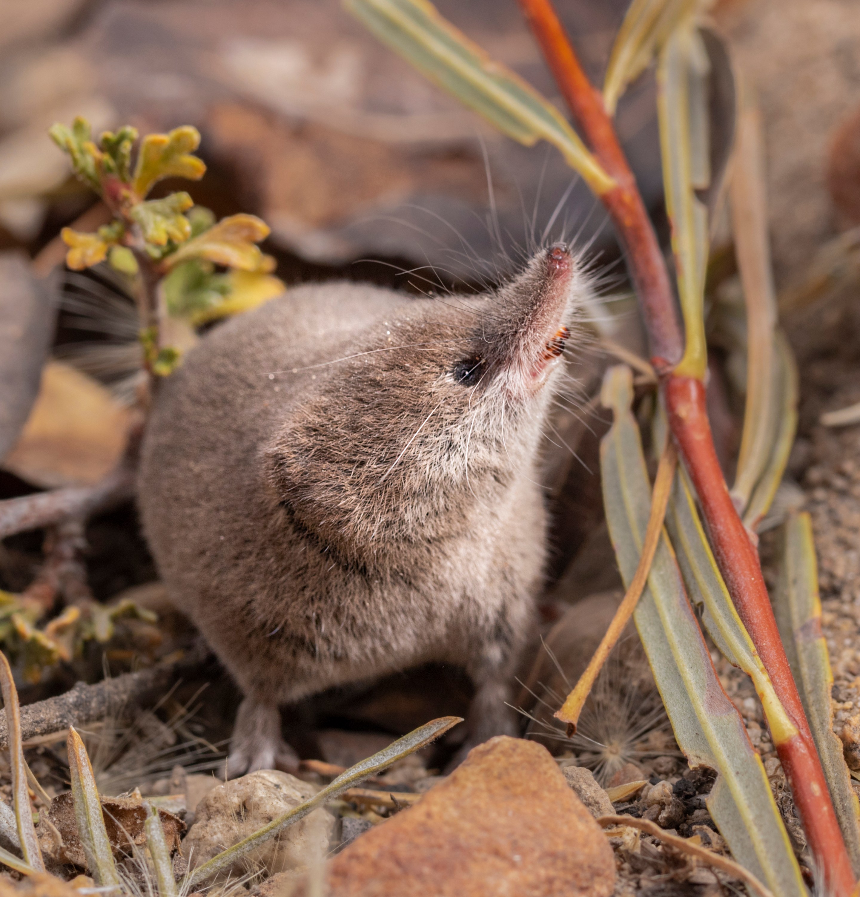 a small brown shrew called the Mount Lyell shrew in a natural environment