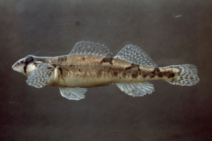 a brown splotched fish called a snail darter, percina tanasi, against a black background.