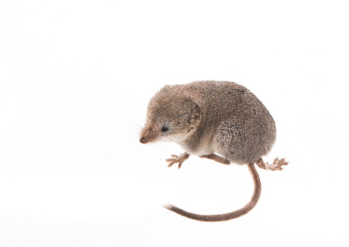 a small brown shrew called the Mount Lyell shrew on a white background