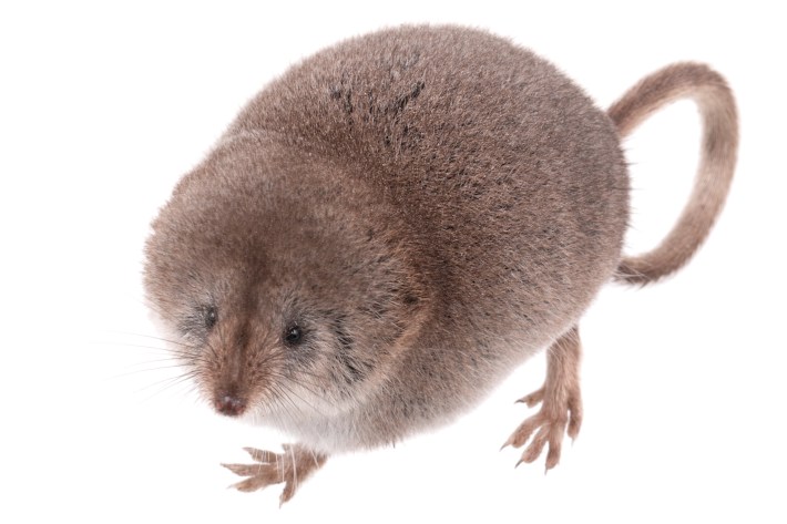 a photo of a brown shrew called the Mount Lyell shrew on a white background