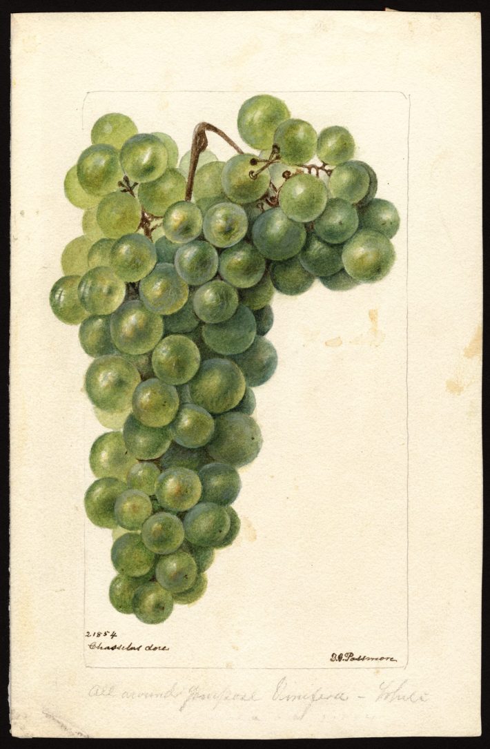 painting of grapes