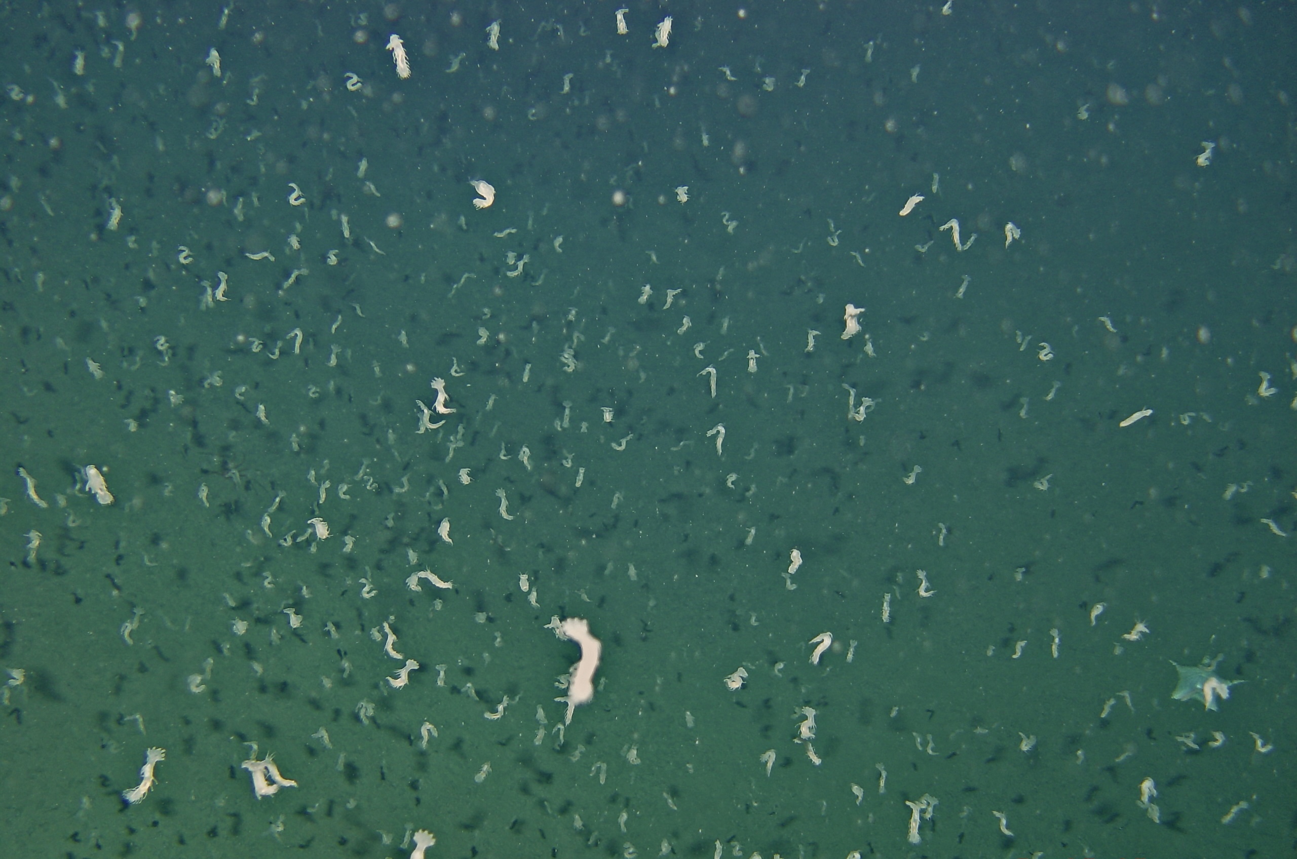 a photo of a flock of whitish swimming sea cucumbers in the deep sea