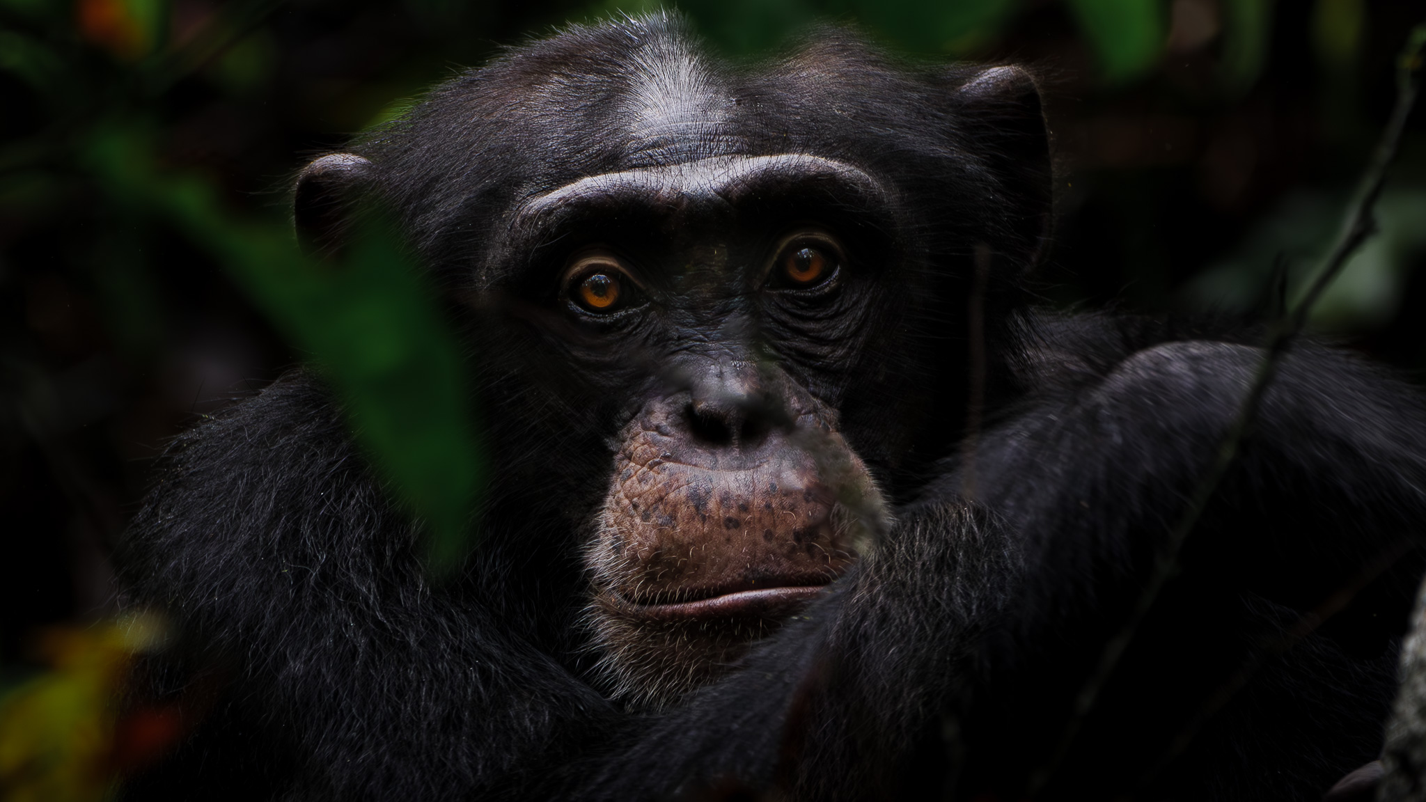 a chimpanzee stares out between the leaves