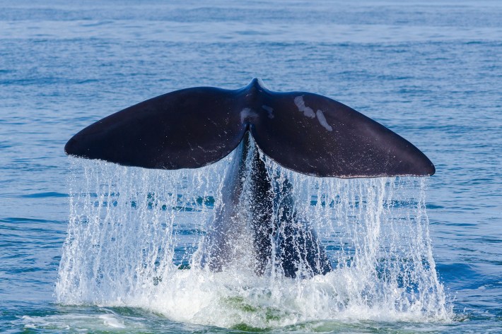 Tail flukes of a diving Southern Right Whale (Eubalaena australis)