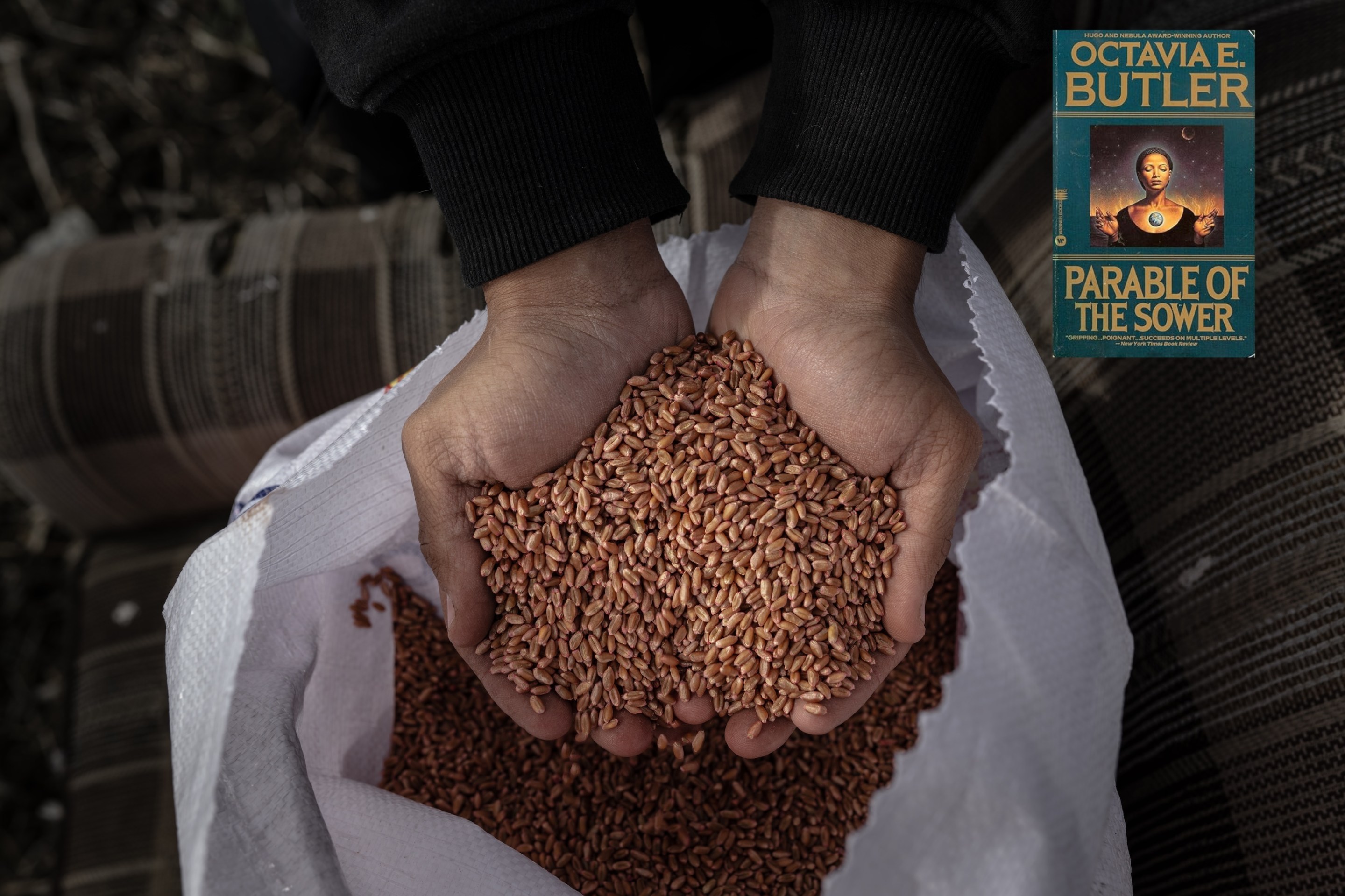 A farmer prepares seeds for planting on the agricultural land as farmers who harvested crops in the summer replanted wheat, barley and canola seeds. Honestly kind of hard to do a visual that matches the content of The Parable Of The Sower, the cover of which is superimposed on the seed image at upper right.