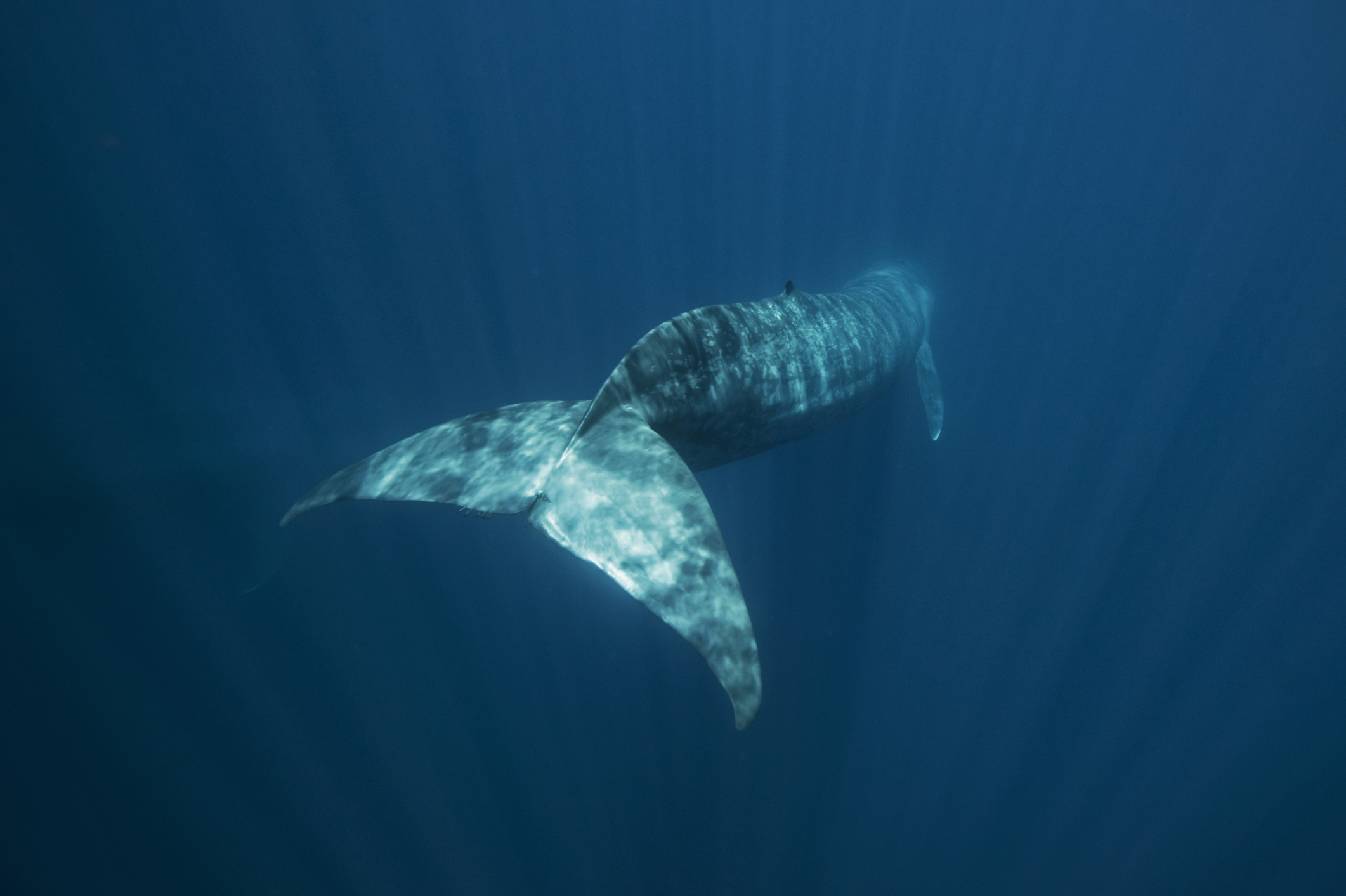 A Blue Whale swimming underwater is showing her tail fin