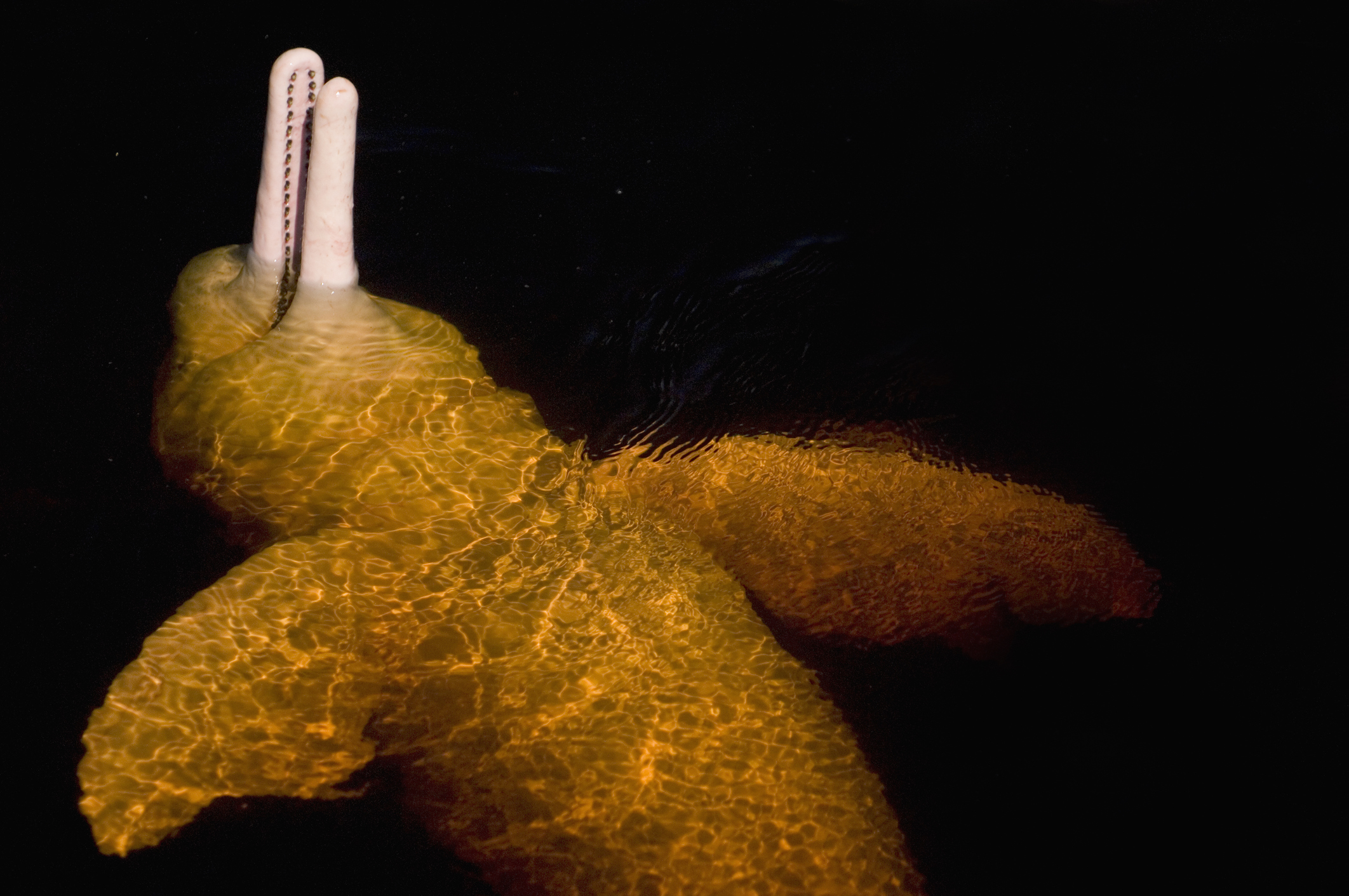 a pink Amazon River Dolphin floating on back in slightly brown water