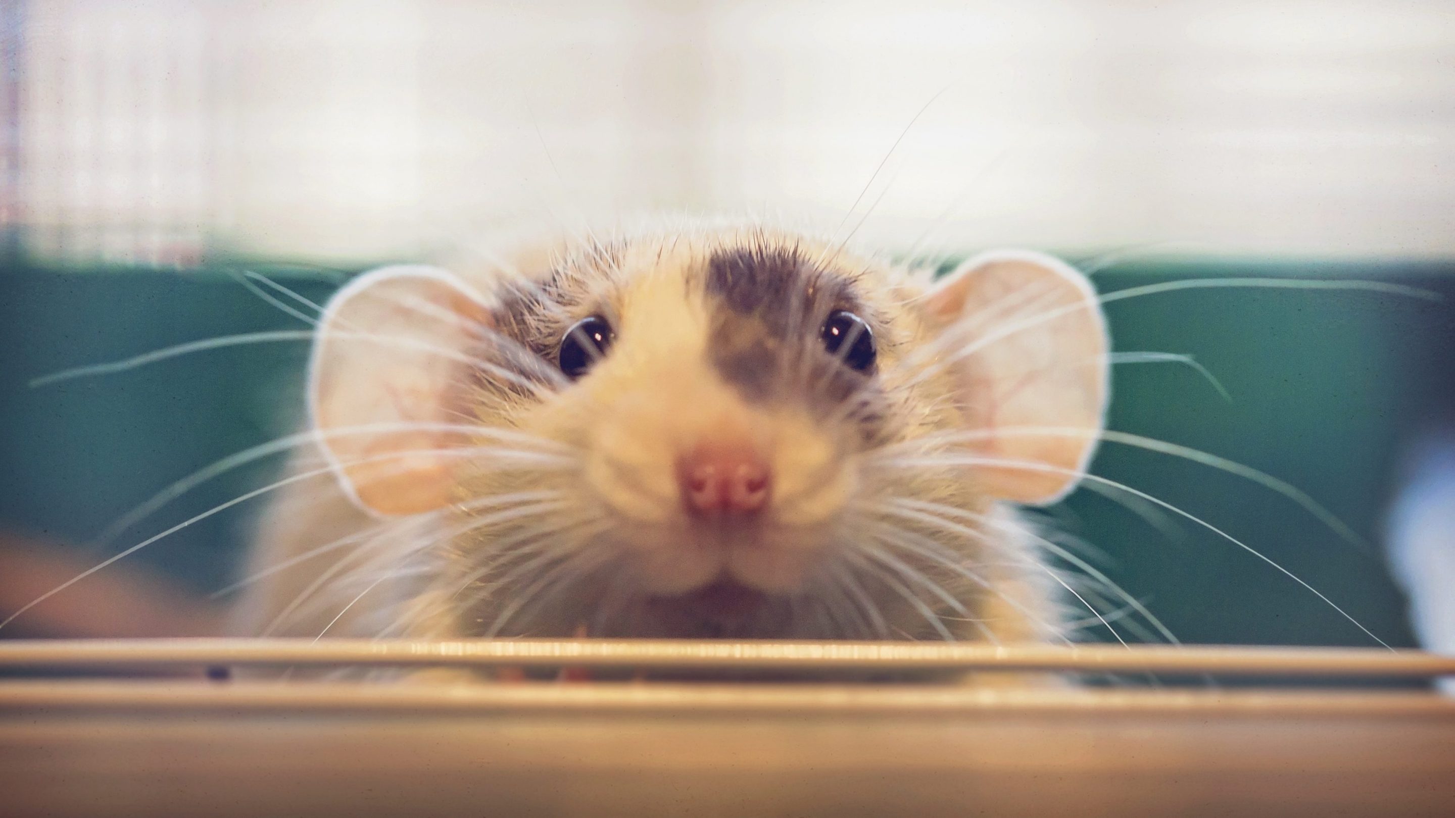 A rat stares at you, cutely.