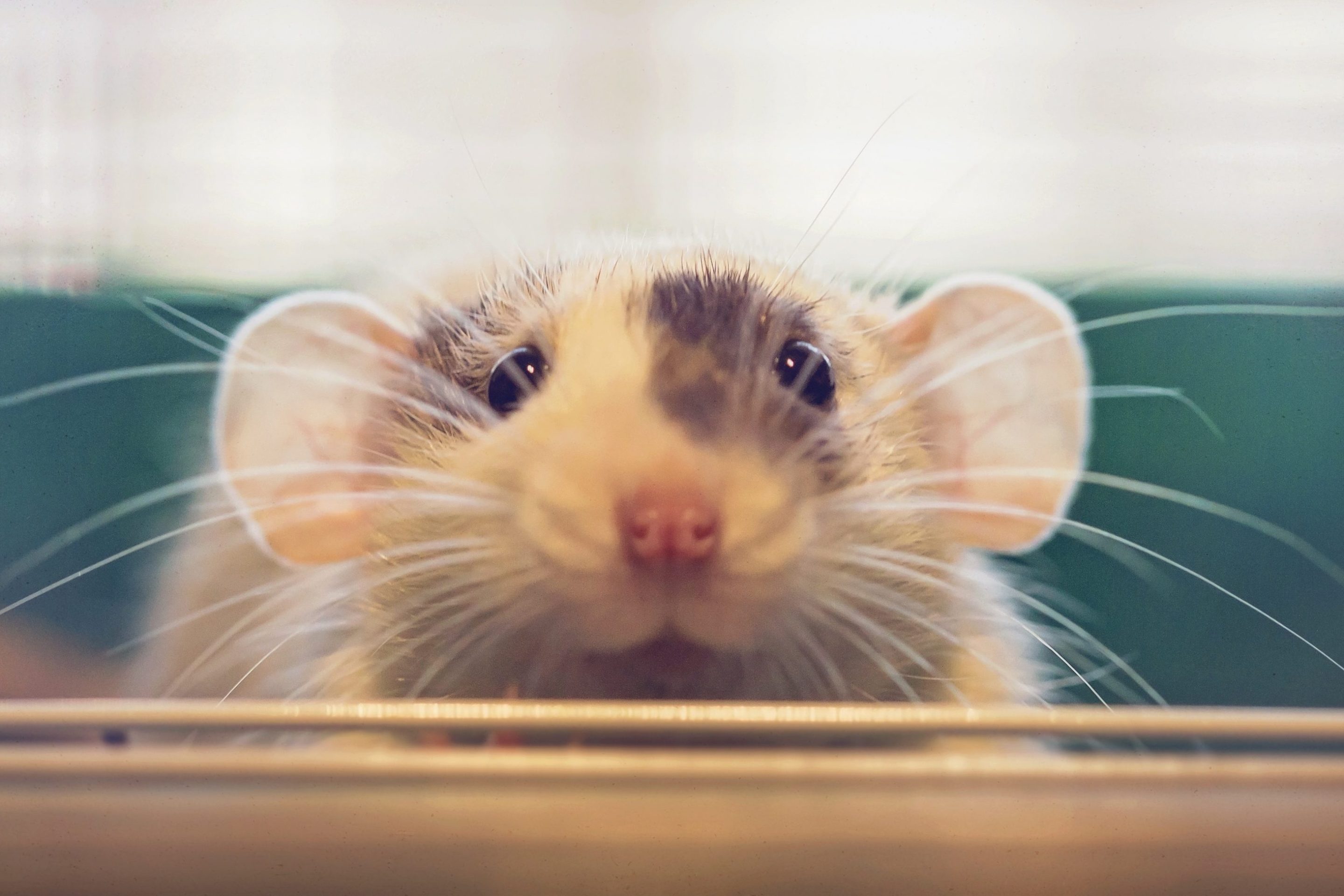 A rat stares at you, cutely.