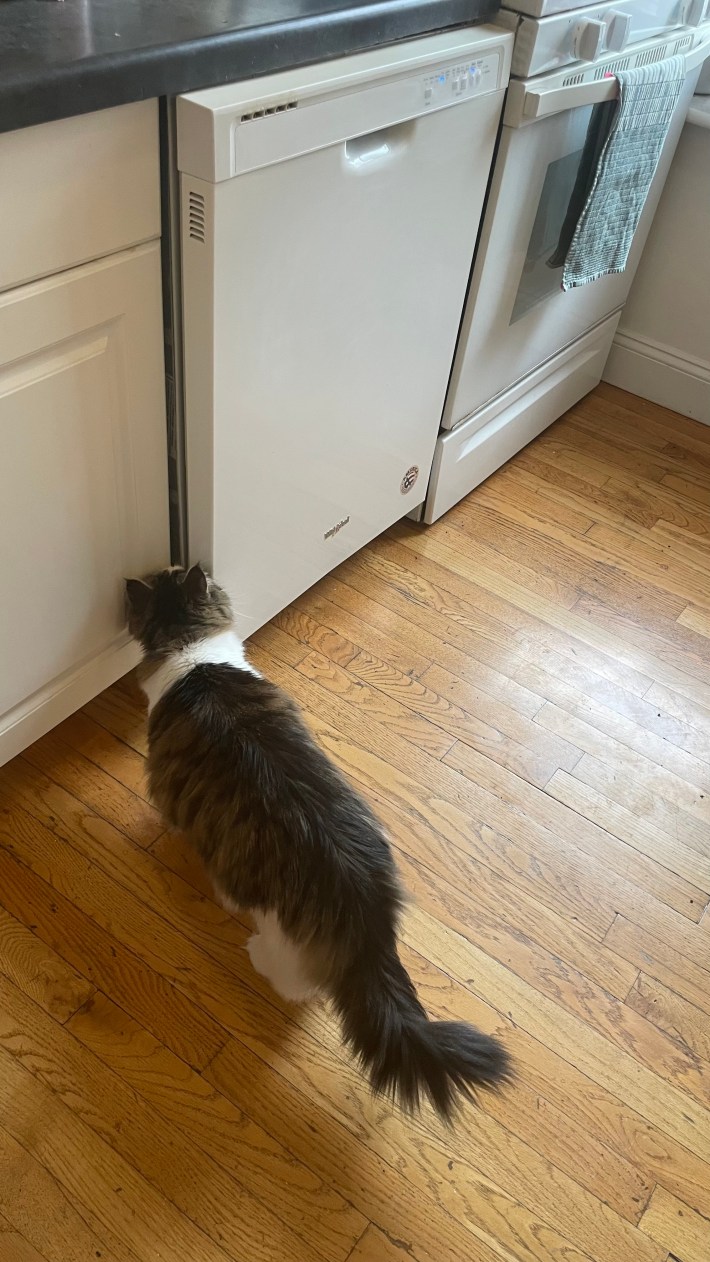 a photo of a fluffy brown and white cat sniffing a new (used) dishwasher