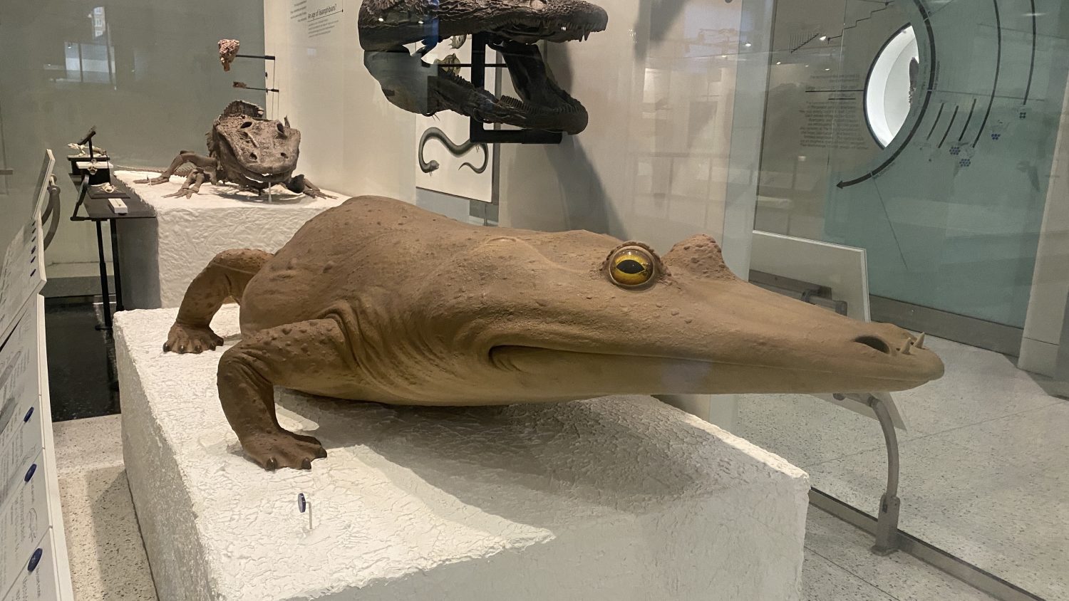 An alligator-y creature behind museum glass.