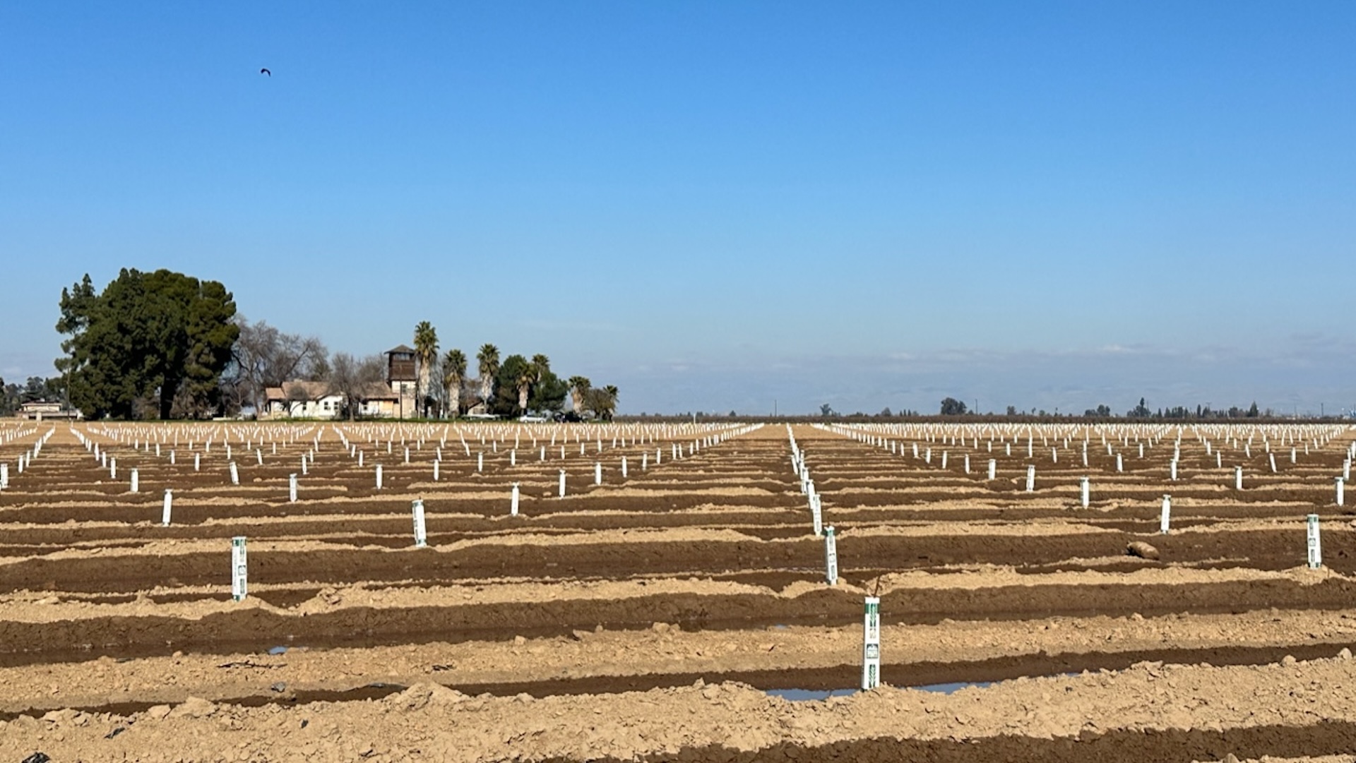 California farmland