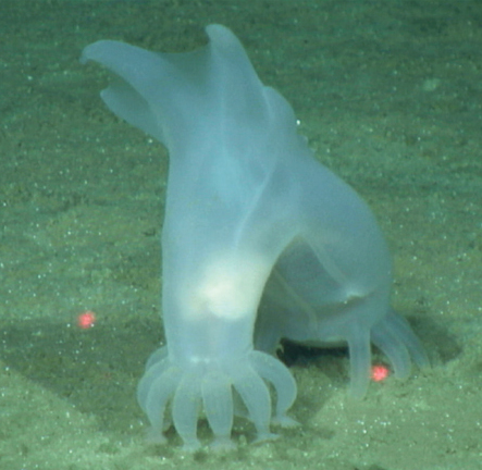 a photo of a whiteish translucent sea cucumber, Peniagone vitrea , on the sea floor.