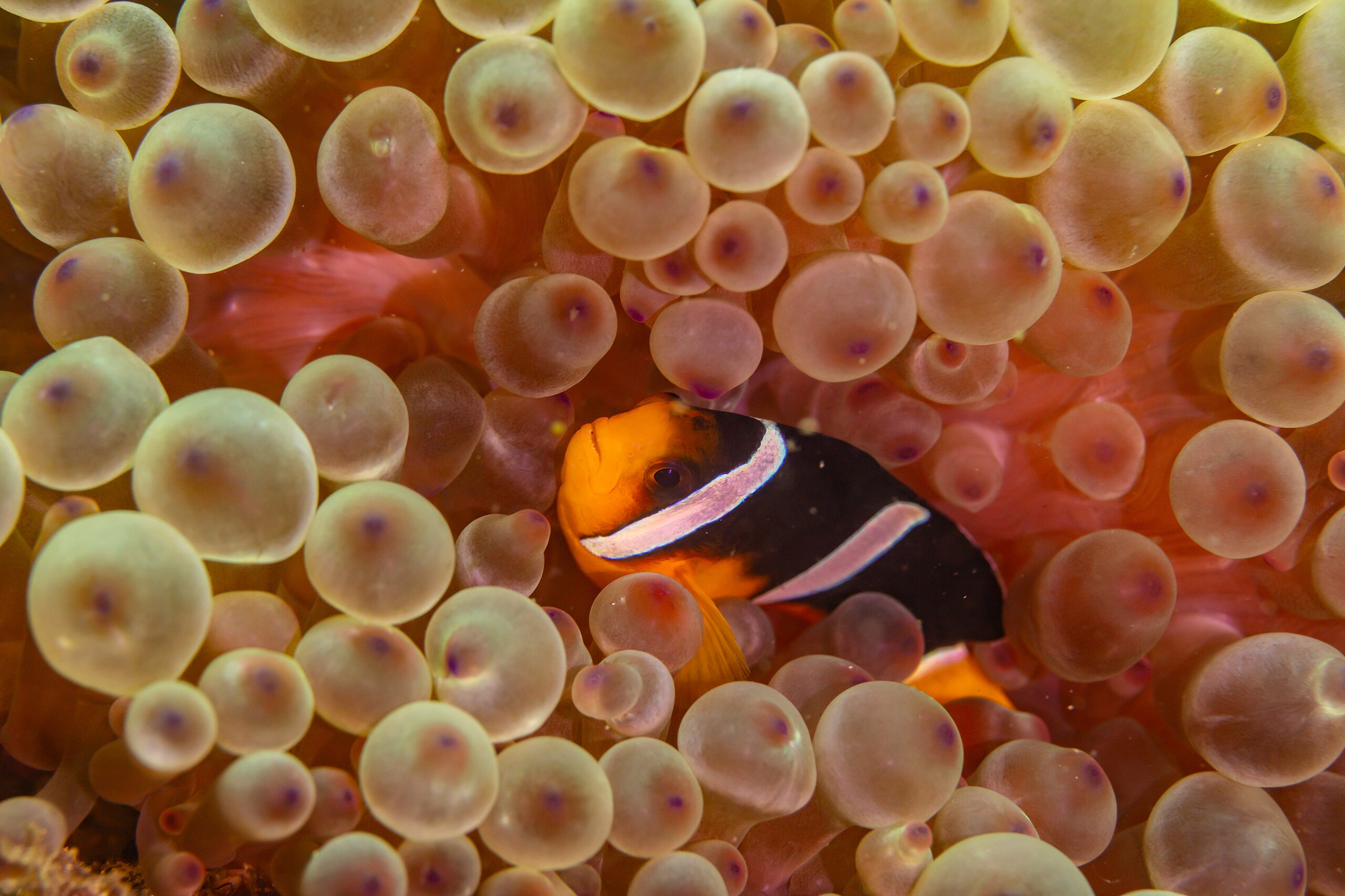 Clark's anemonefish​ Amphiprion clarkii in a bubble-tip anemone Entacmaea quadricolor