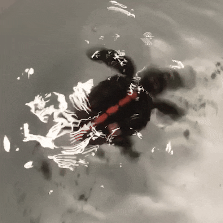 a baby loggerhead turtle does a happy turtle dance inside a bucket of water