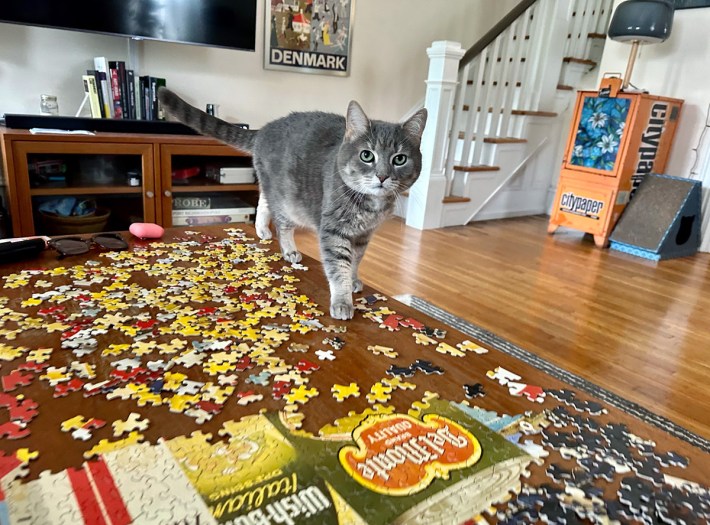 A grey tabby cat with bits of white on top of a coffee table puzzle that's "Still Life #24"