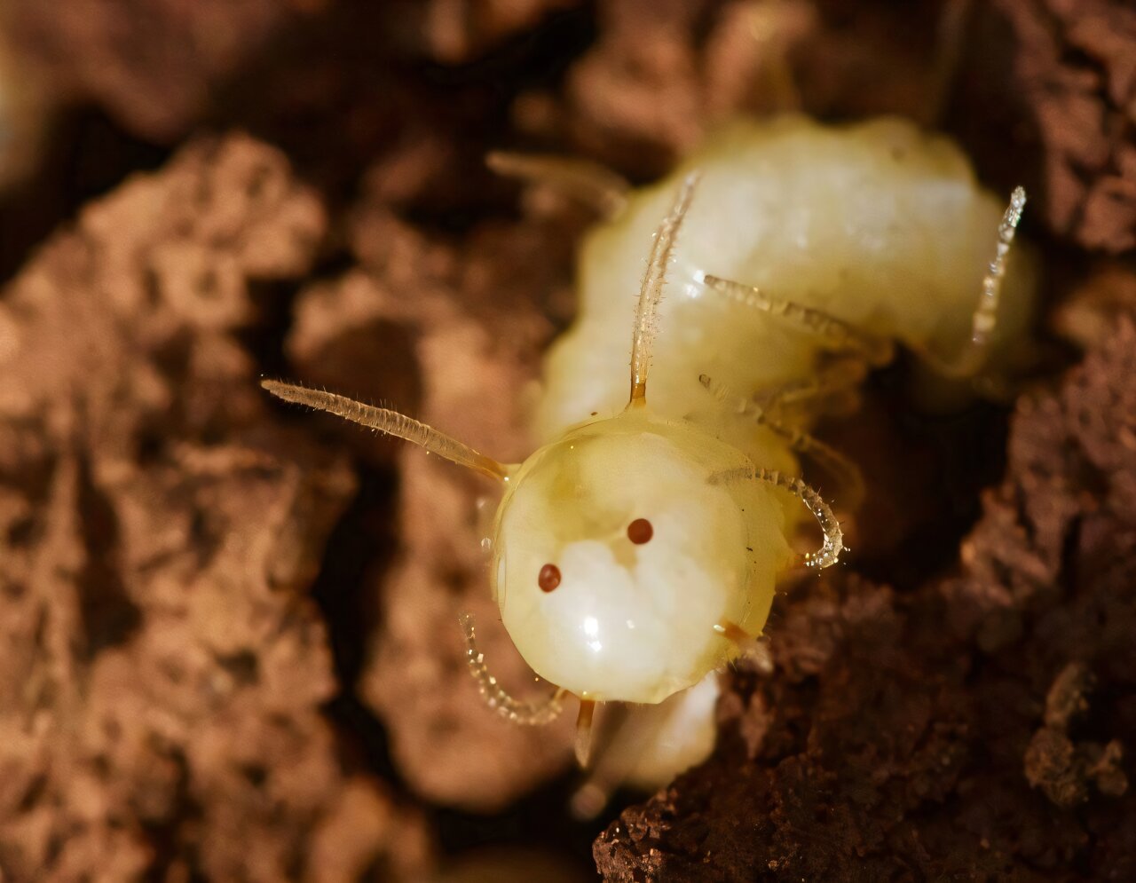 an image of a fly larva (maggot) that has the face of a termite