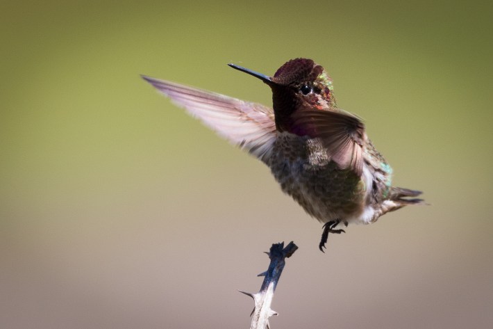An Anna's hummingbird in flight, which is a small greenish bird with a pink neck