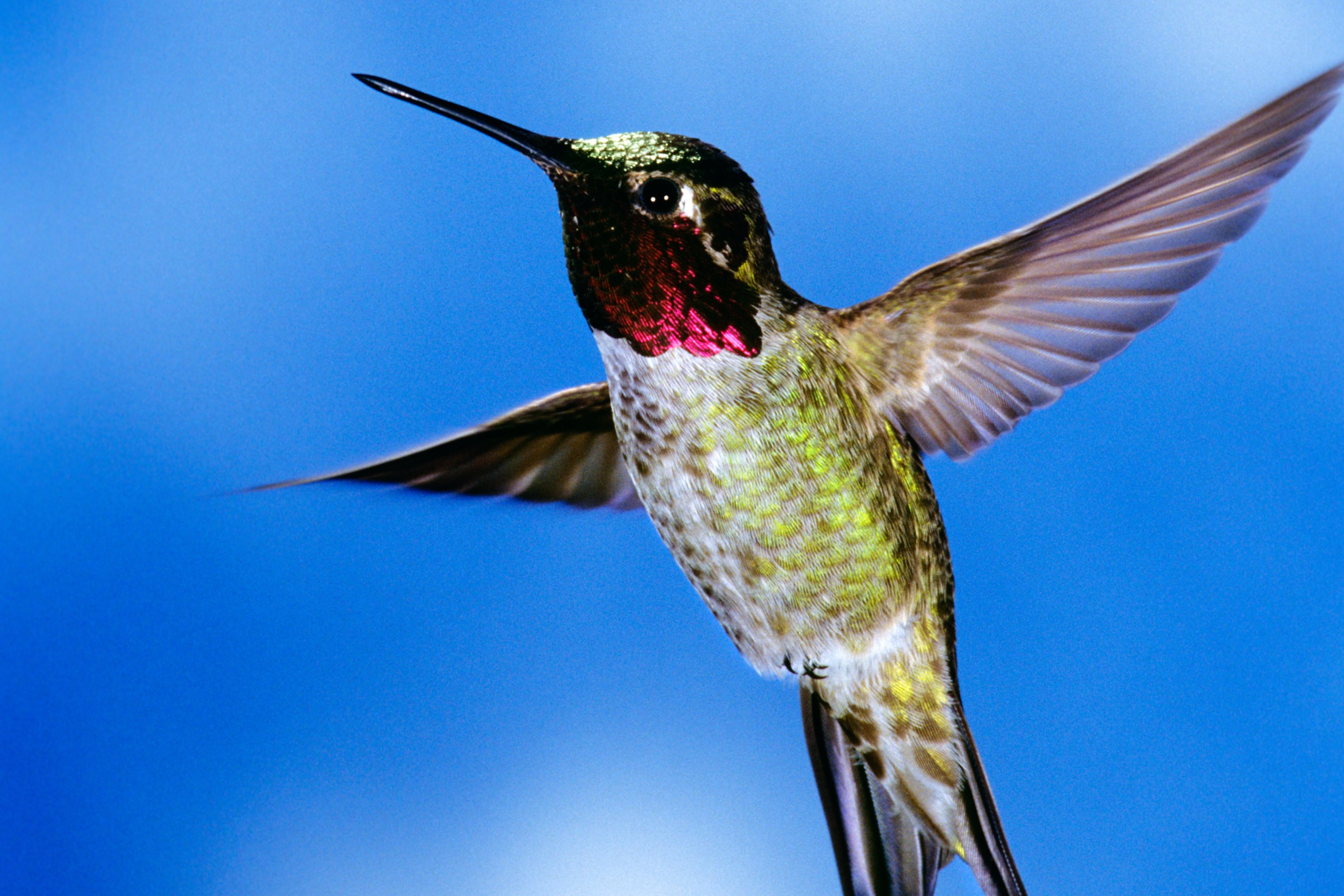 1990s Single Male Anna Hummingbird Calypte Anna Western USA And Canada (Photo by T. Ulrich/Classicstock/Getty Images)