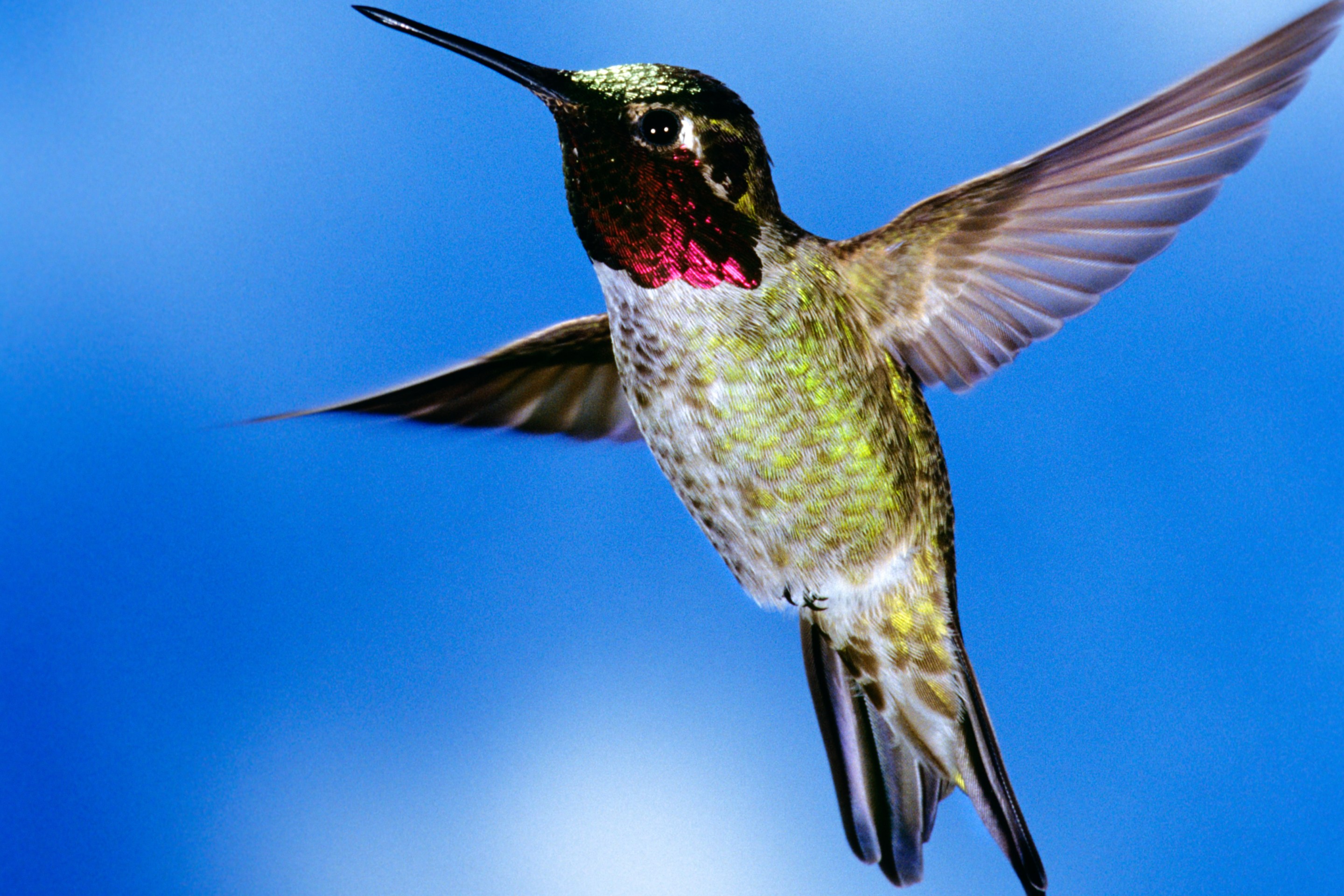 1990s Single Male Anna Hummingbird Calypte Anna Western USA And Canada (Photo by T. Ulrich/Classicstock/Getty Images)