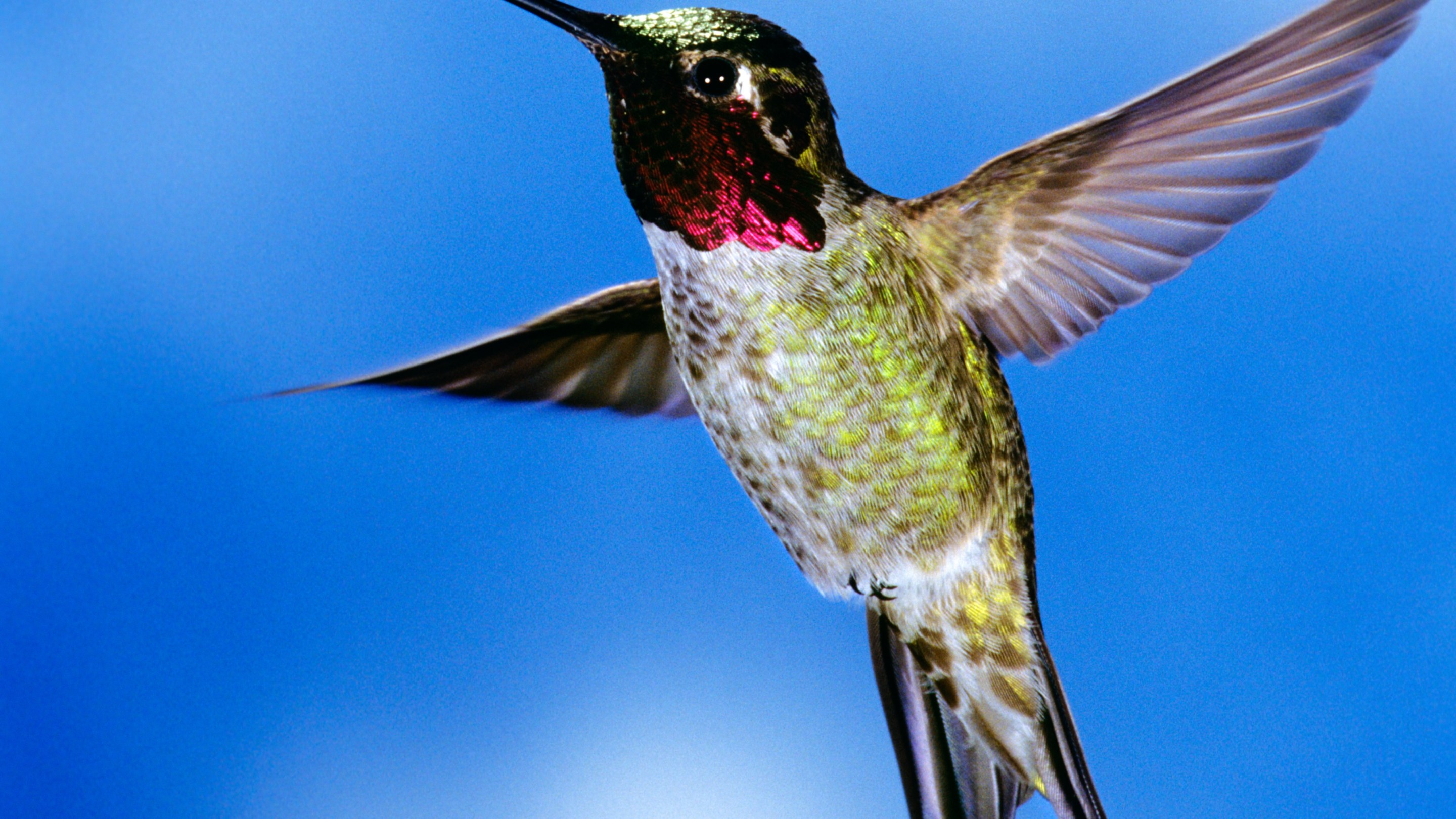1990s Single Male Anna Hummingbird Calypte Anna Western USA And Canada (Photo by T. Ulrich/Classicstock/Getty Images)