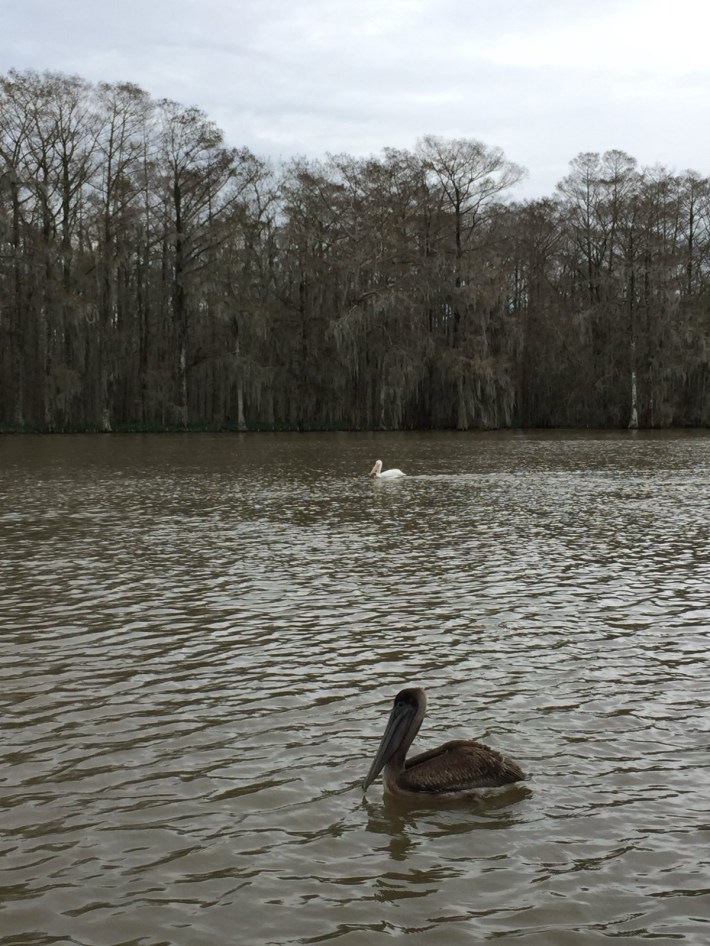 a photo of two pelicans in marshy water in Louisiana