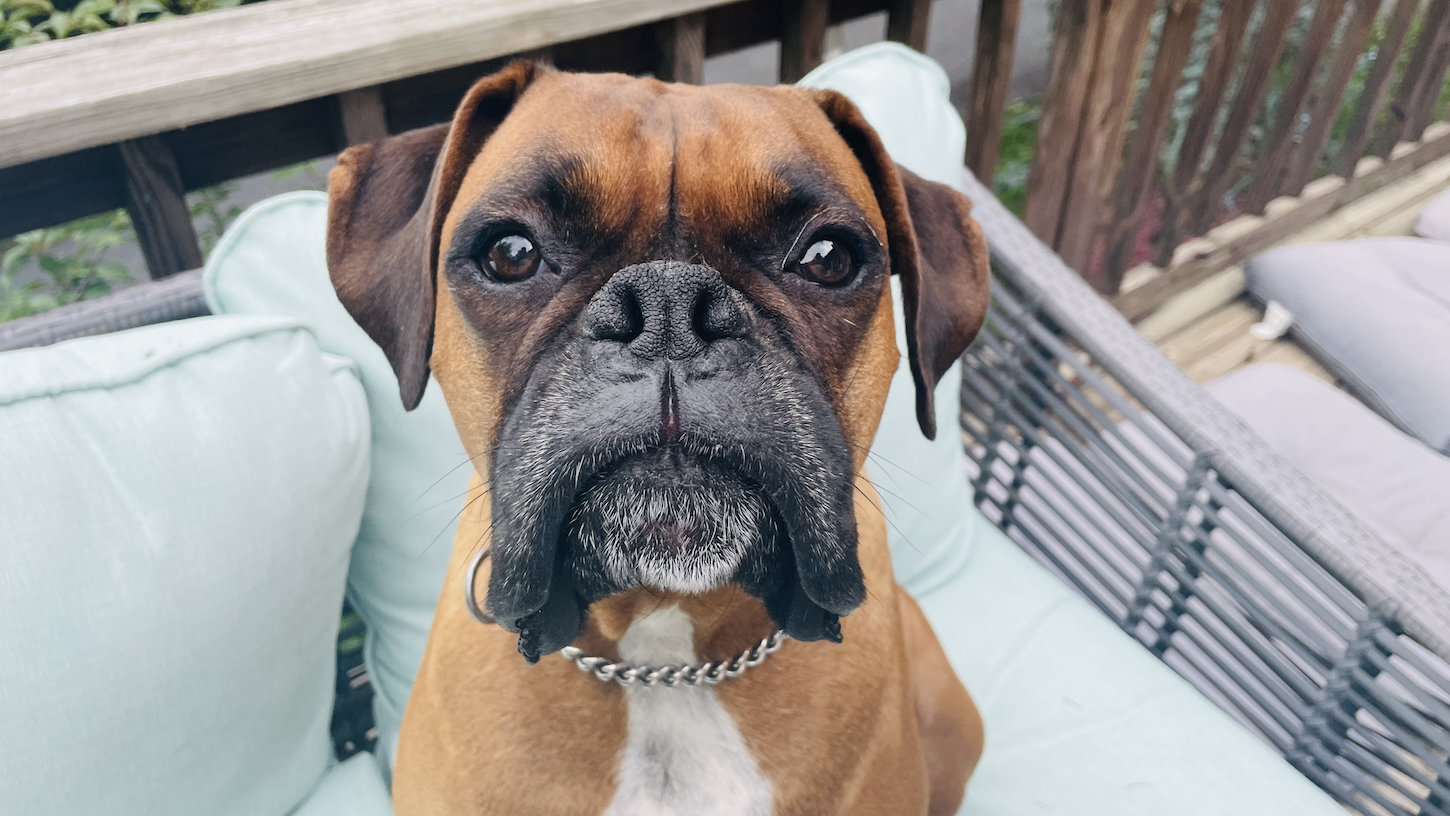 A dog, looking directly into the camera