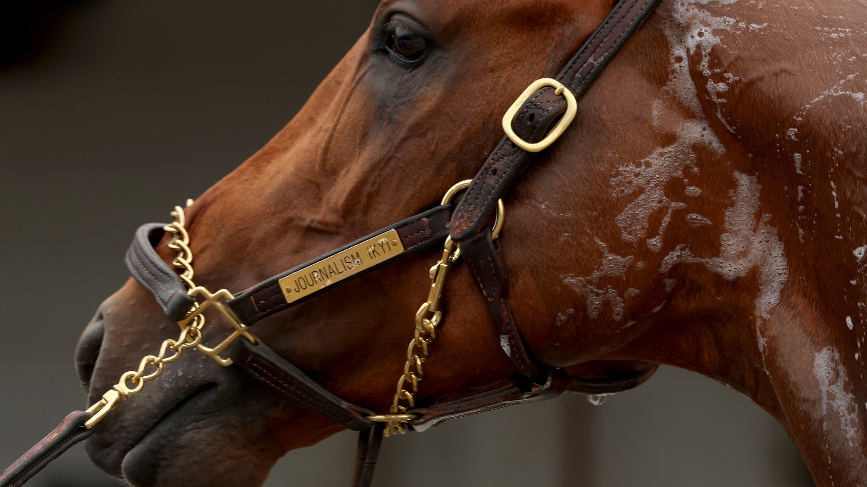 Journalism, who is a horse, is washed during the morning training for the 151th Kentucky Derby at Churchill Downs on April 30, 2025.