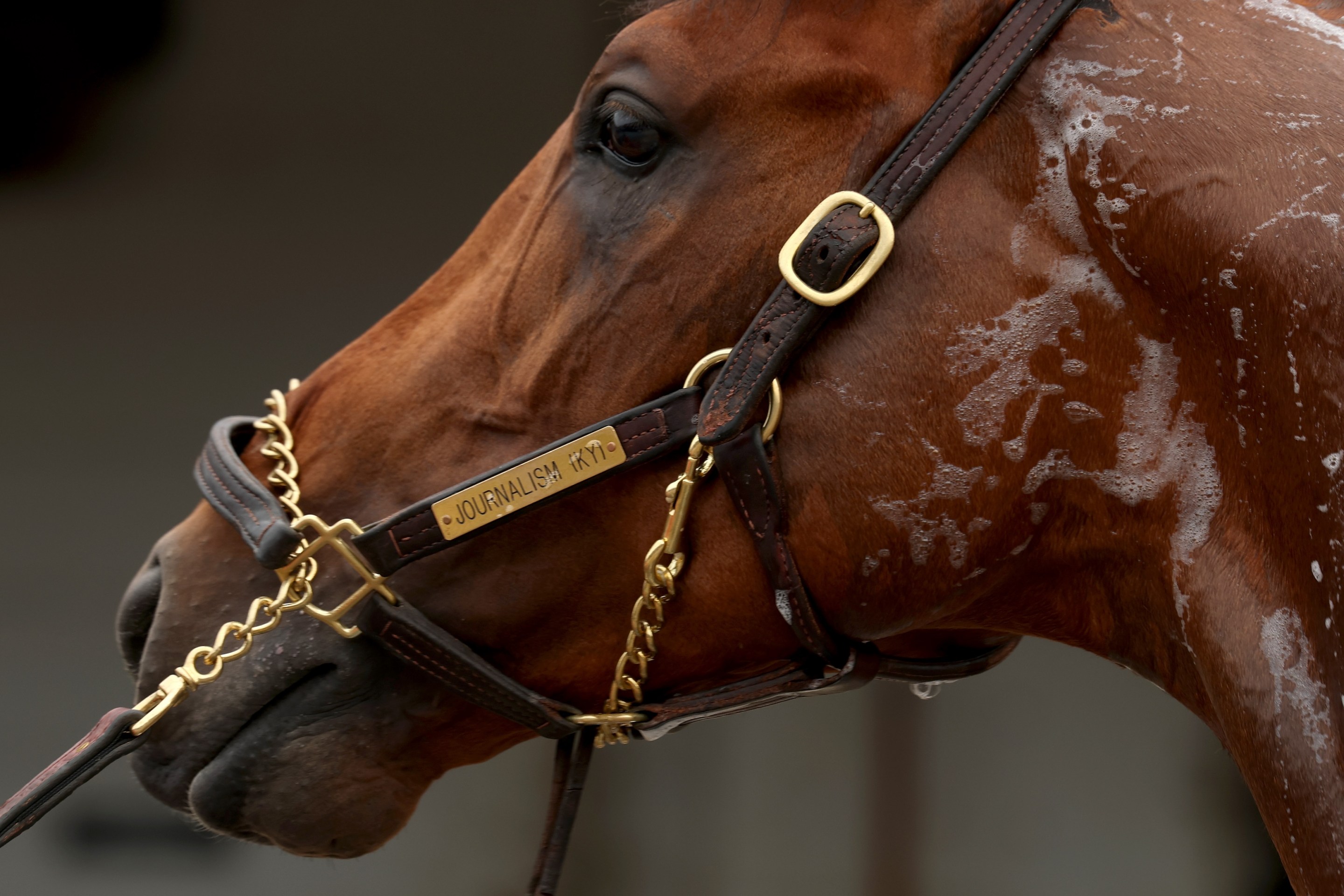Journalism, who is a horse, is washed during the morning training for the 151th Kentucky Derby at Churchill Downs on April 30, 2025.