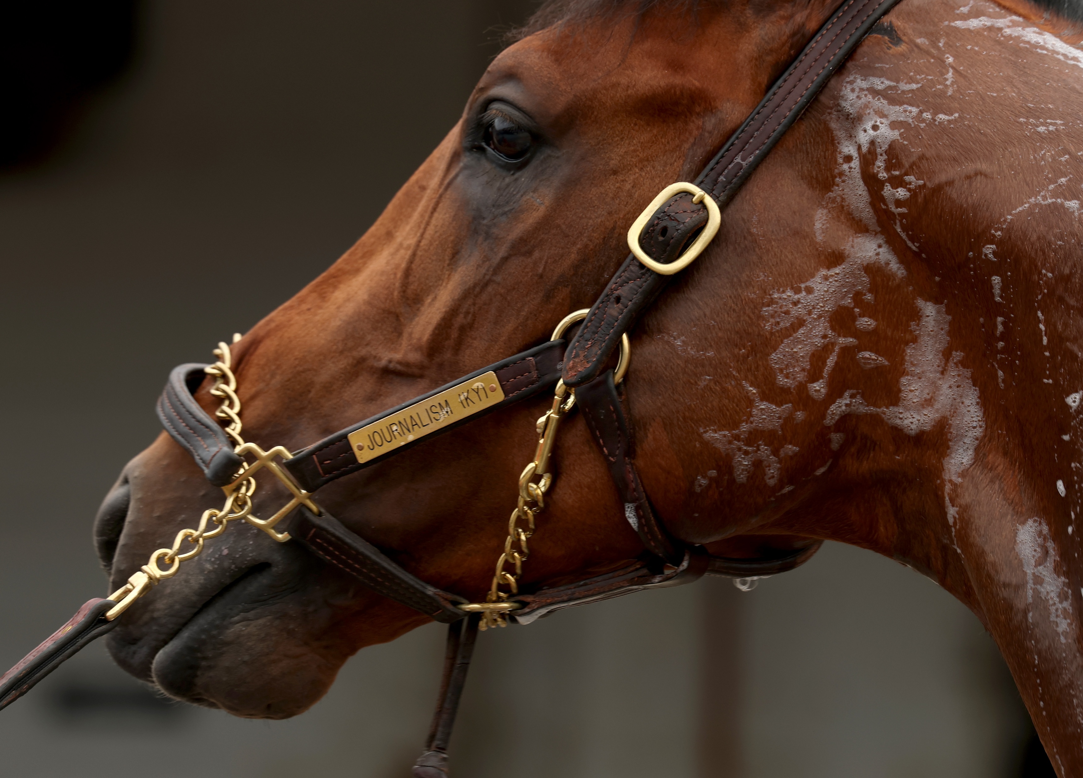 Journalism, who is a horse, is washed during the morning training for the 151th Kentucky Derby at Churchill Downs on April 30, 2025.