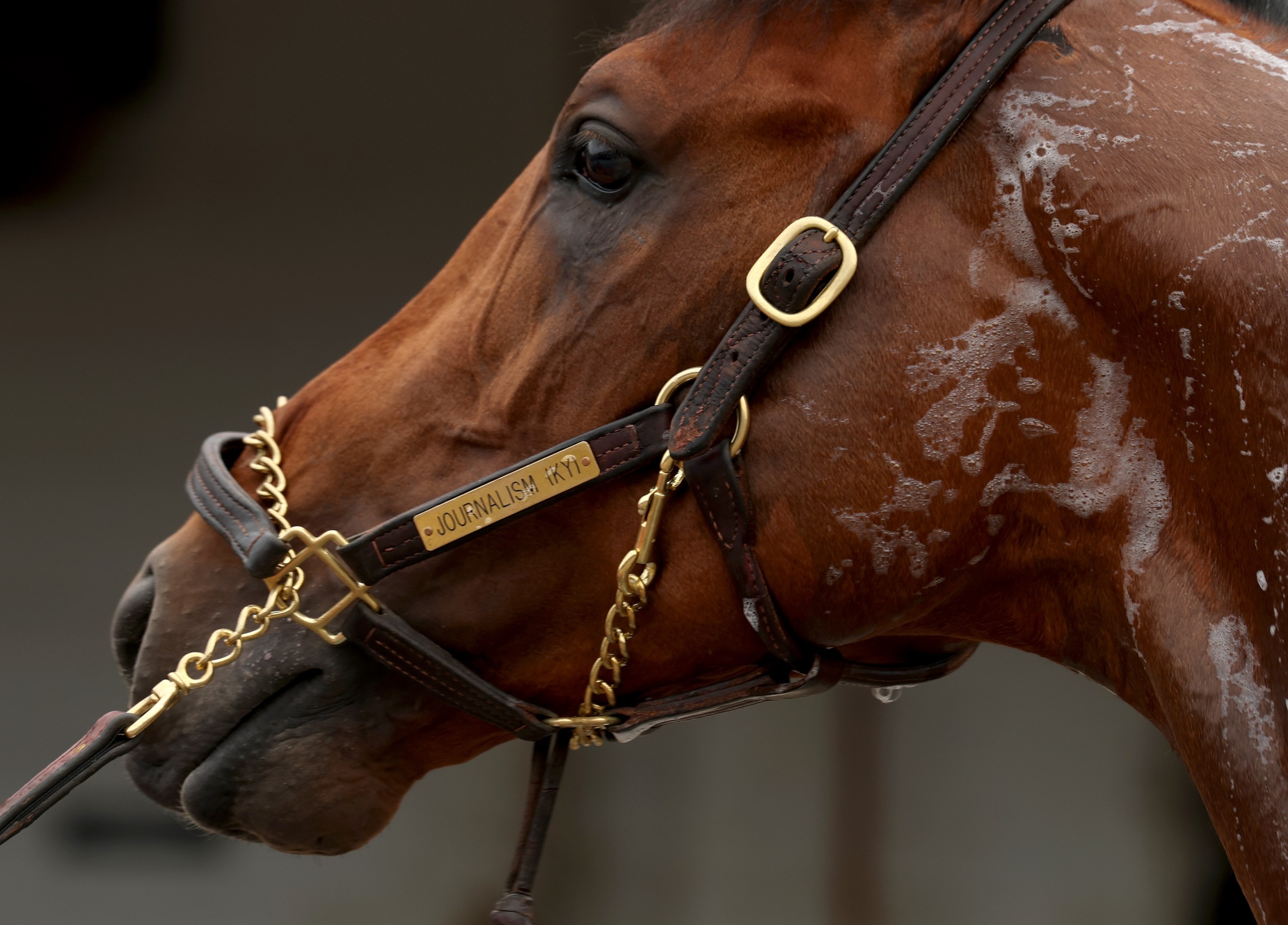 Journalism, who is a horse, is washed during the morning training for the 151th Kentucky Derby at Churchill Downs on April 30, 2025.