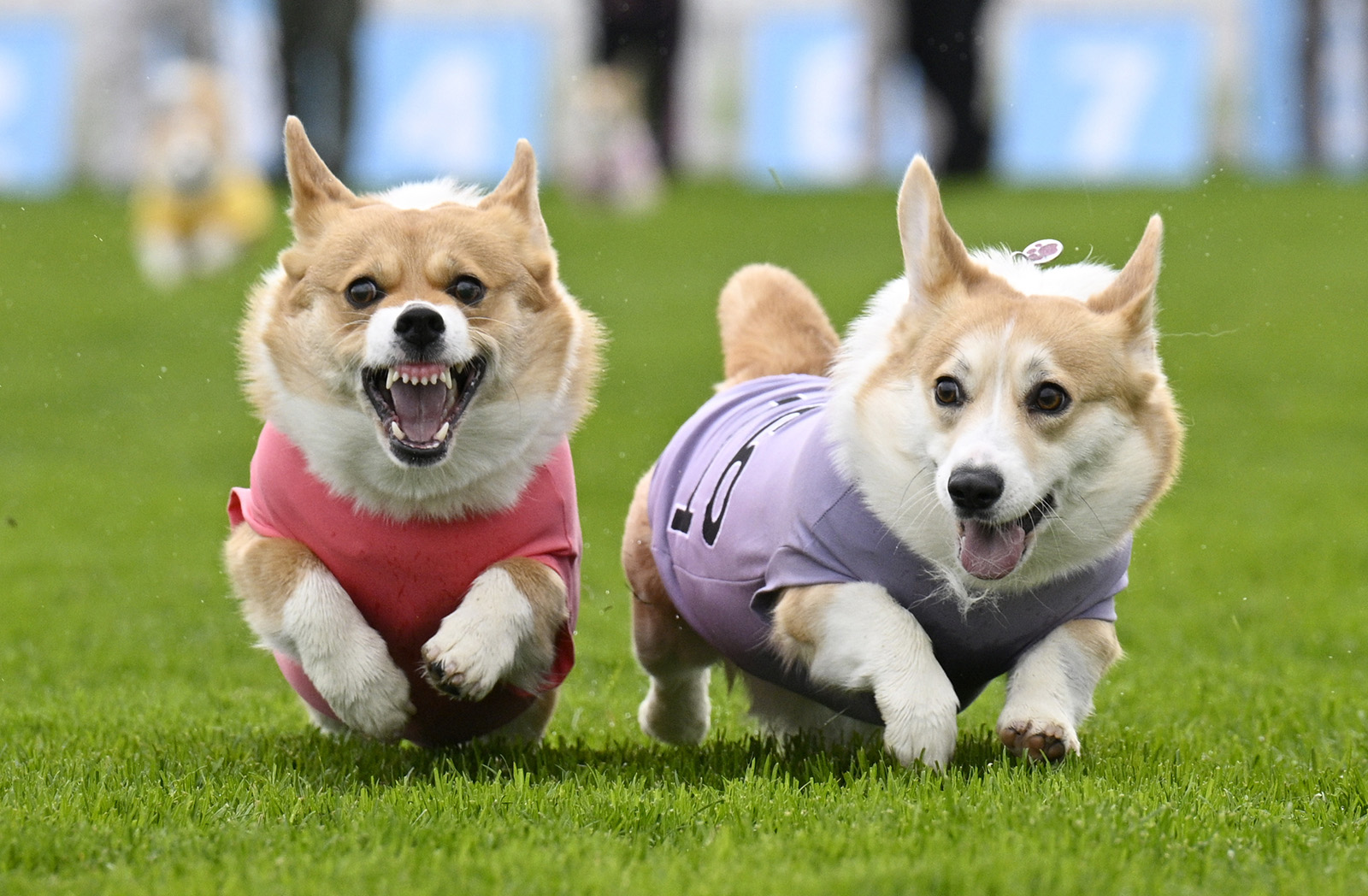 Participants take part in the Corgi Derby at Musselburgh Racecourse, Musselburgh, East Lothian, as part of its Easter Saturday race day celebration. Picture date: Saturday April 19, 2025.