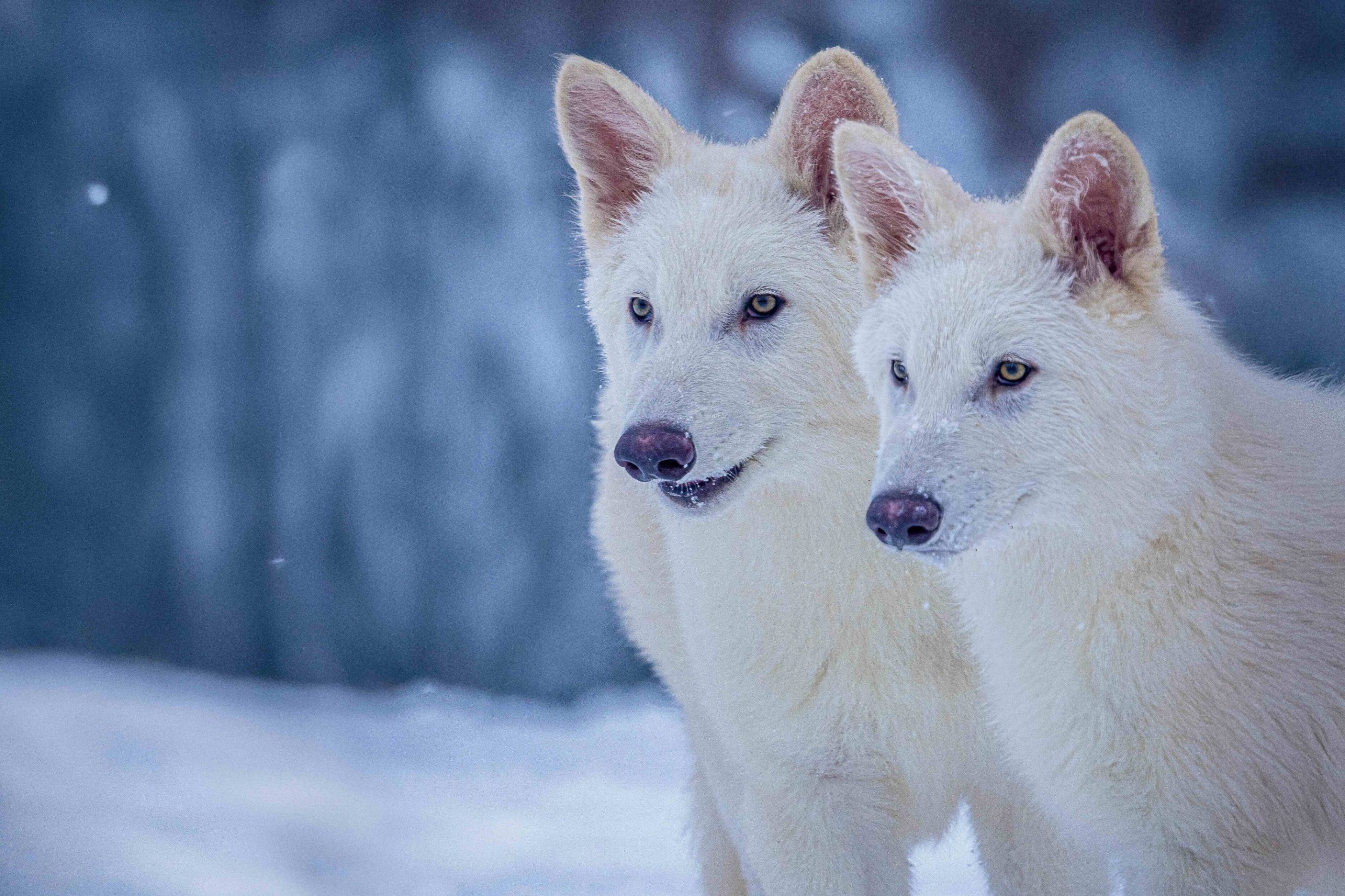 Picture of Colossal’s Dire Wolves; Romulus and Remus at age three months. Born 10/1/2024