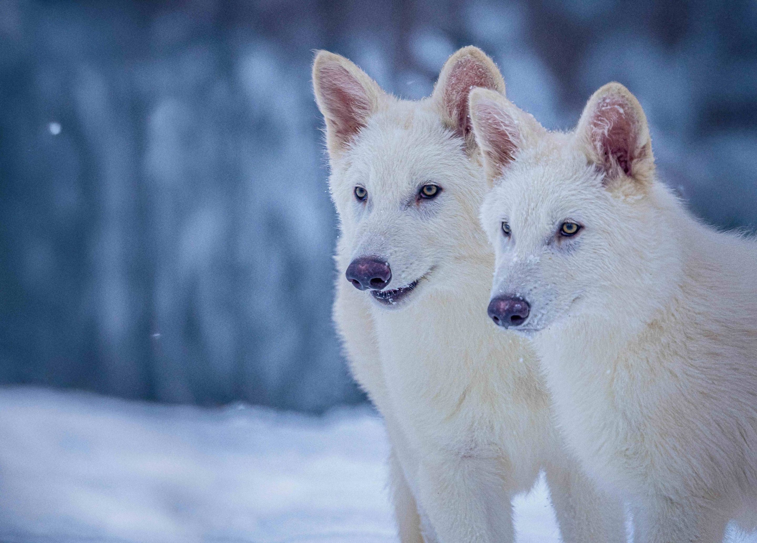 Picture of Colossal’s Dire Wolves; Romulus and Remus at age three months. Born 10/1/2024