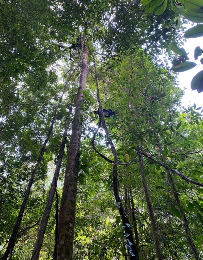 a photo of a large gray bird called a harpy eagle high up in the trees
