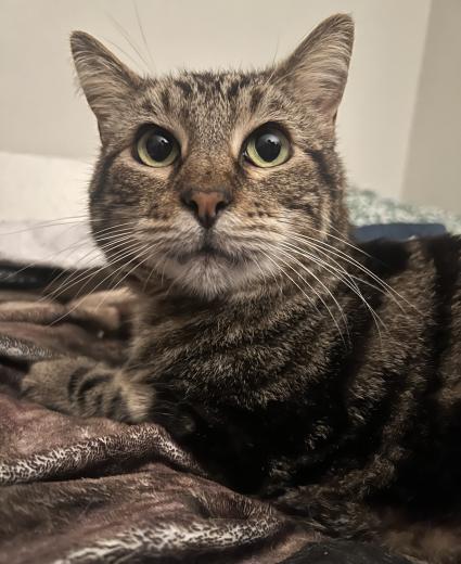 A photo of my cat Chuck B. Whiskers, Esq. He is a brown and golden tabby cat, with green and gold eyes. He is sitting down on a blanket but looking up with big, inquisitive eyes. He looks curious!