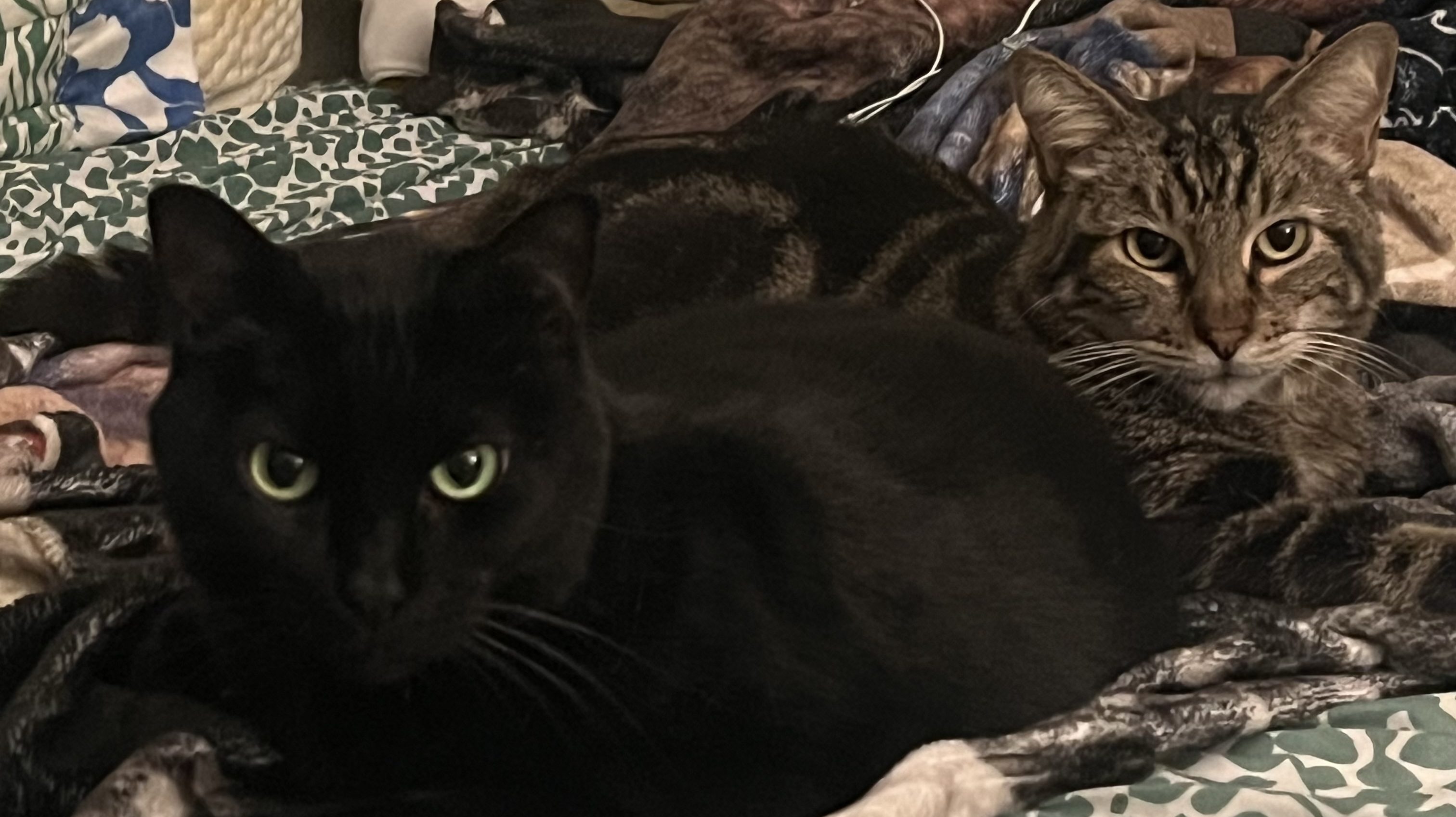 Meet Chuck And Purrle, The Newest Members Of The Defector Pet Family