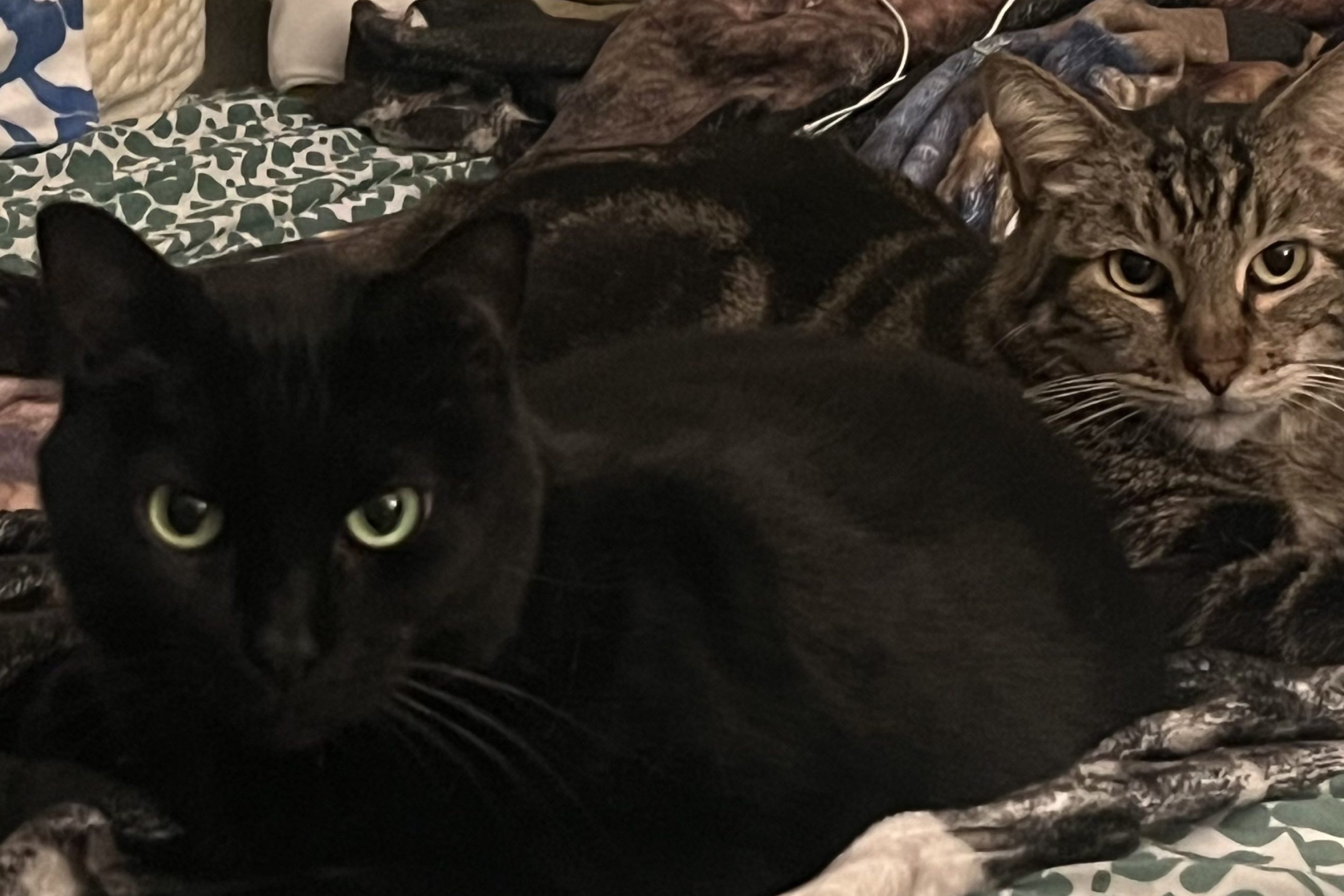 A photo of two cats, Chuck and Purrle. Chuck is a brown and golden striped tabby, toward the back, while Purrle is a black cat toward the front. They are sitting next to each other on a bed.