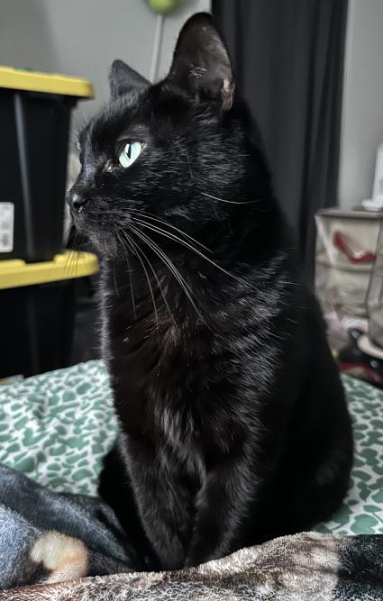A photo of my cat, Princess Purrle Paralegal, aka Purrle. She's all black and sitting atop our bed, looking very beautiful with her green eyes and lustrous coat.
